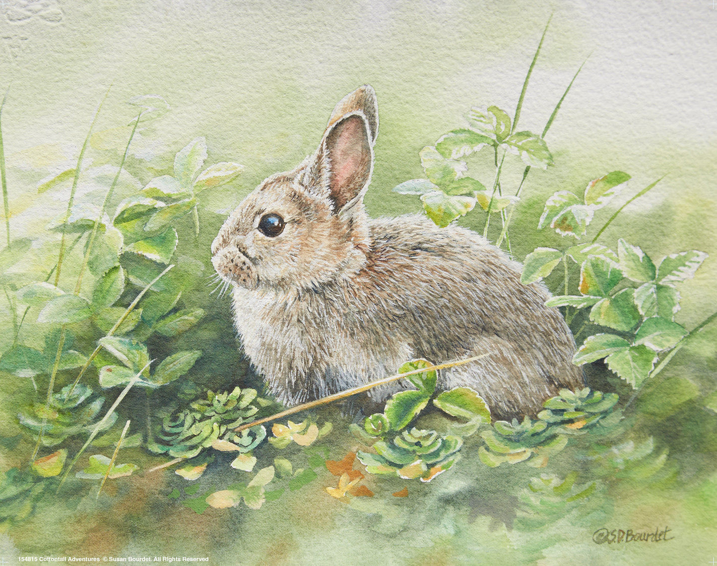 Cottontail Adventure - Art Prints