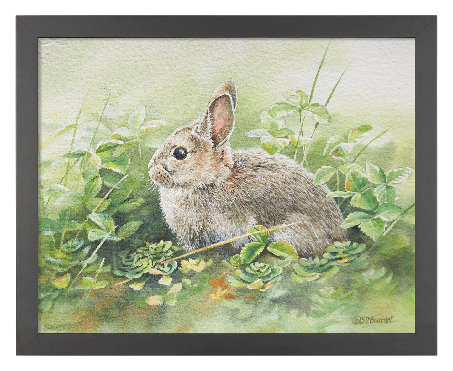 Cottontail Adventure - Art Prints