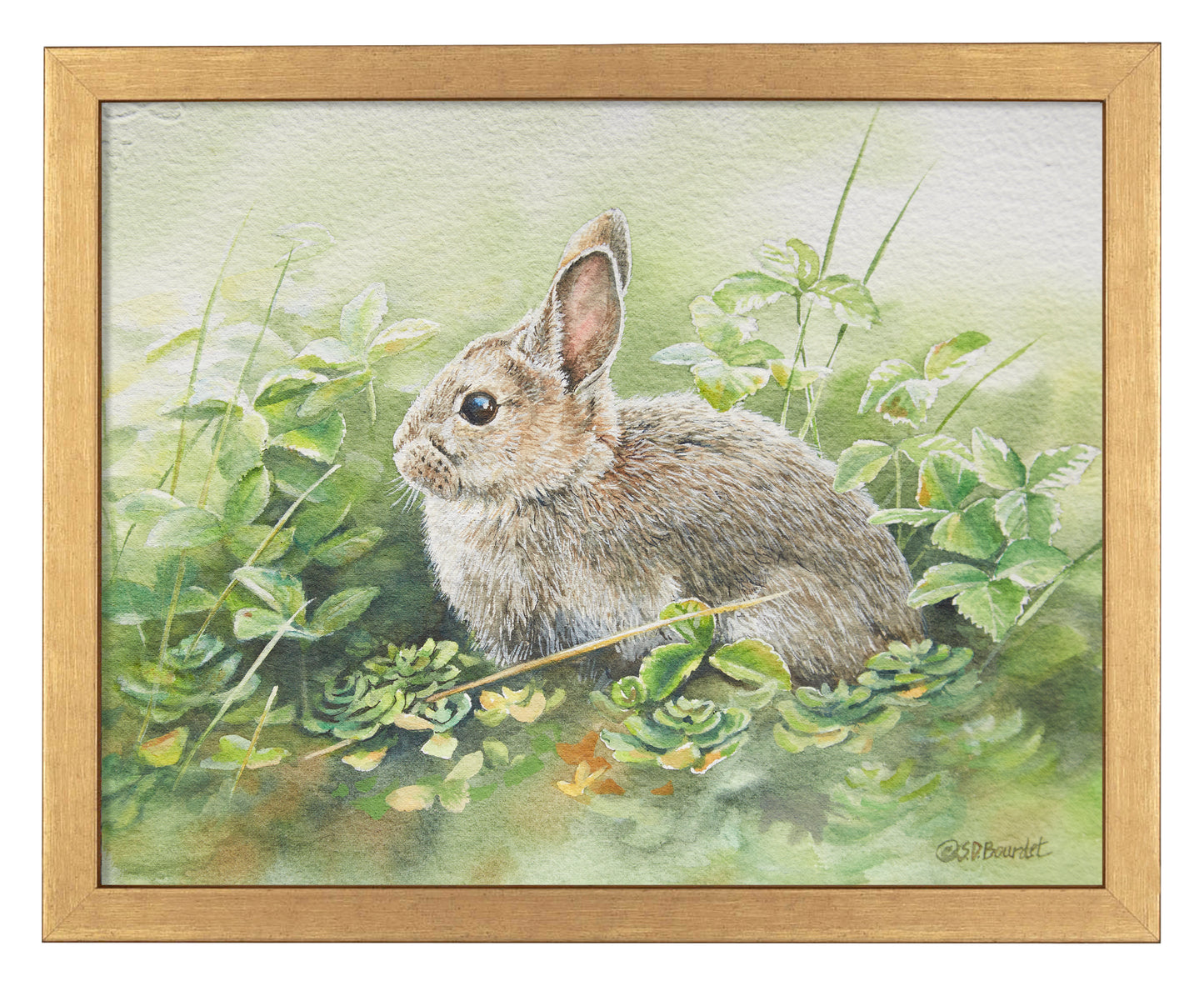 Cottontail Adventure - Art Prints