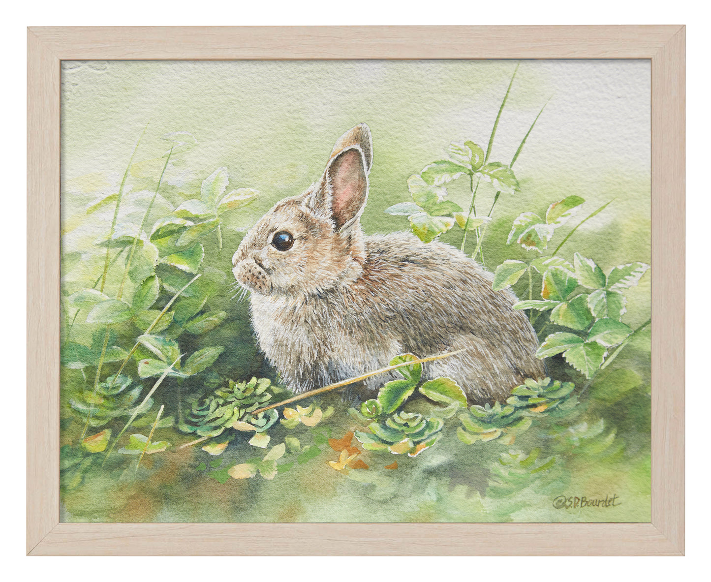 Cottontail Adventure - Art Prints