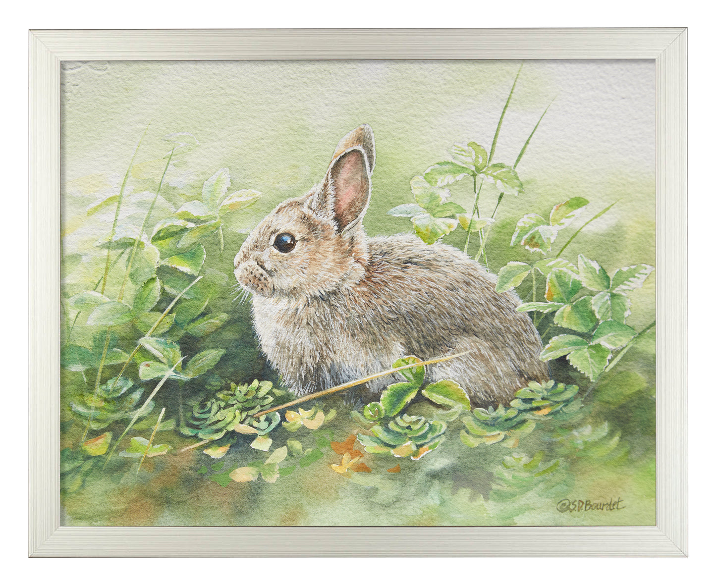 Cottontail Adventure - Art Prints