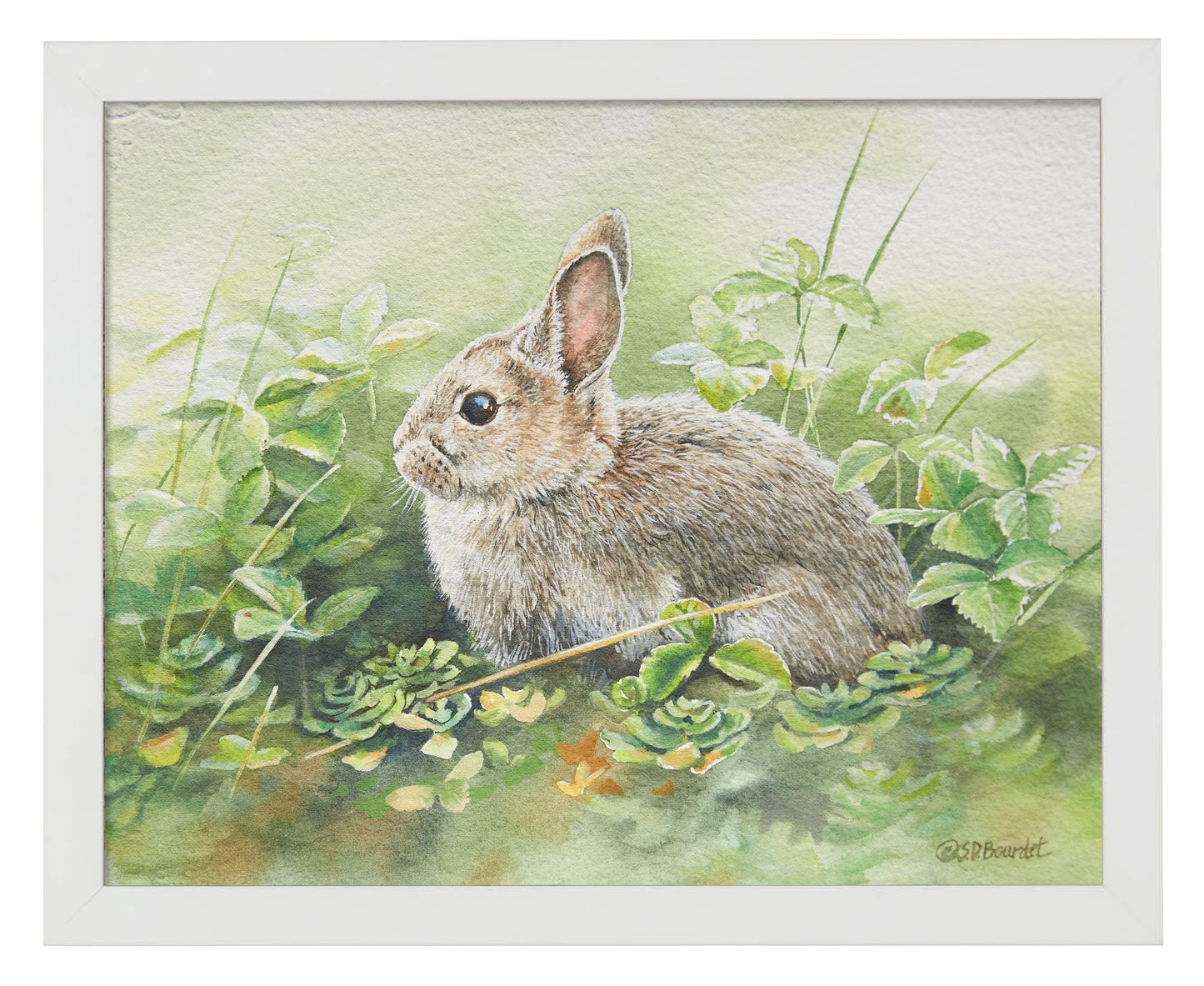 Cottontail Adventure - Art Prints