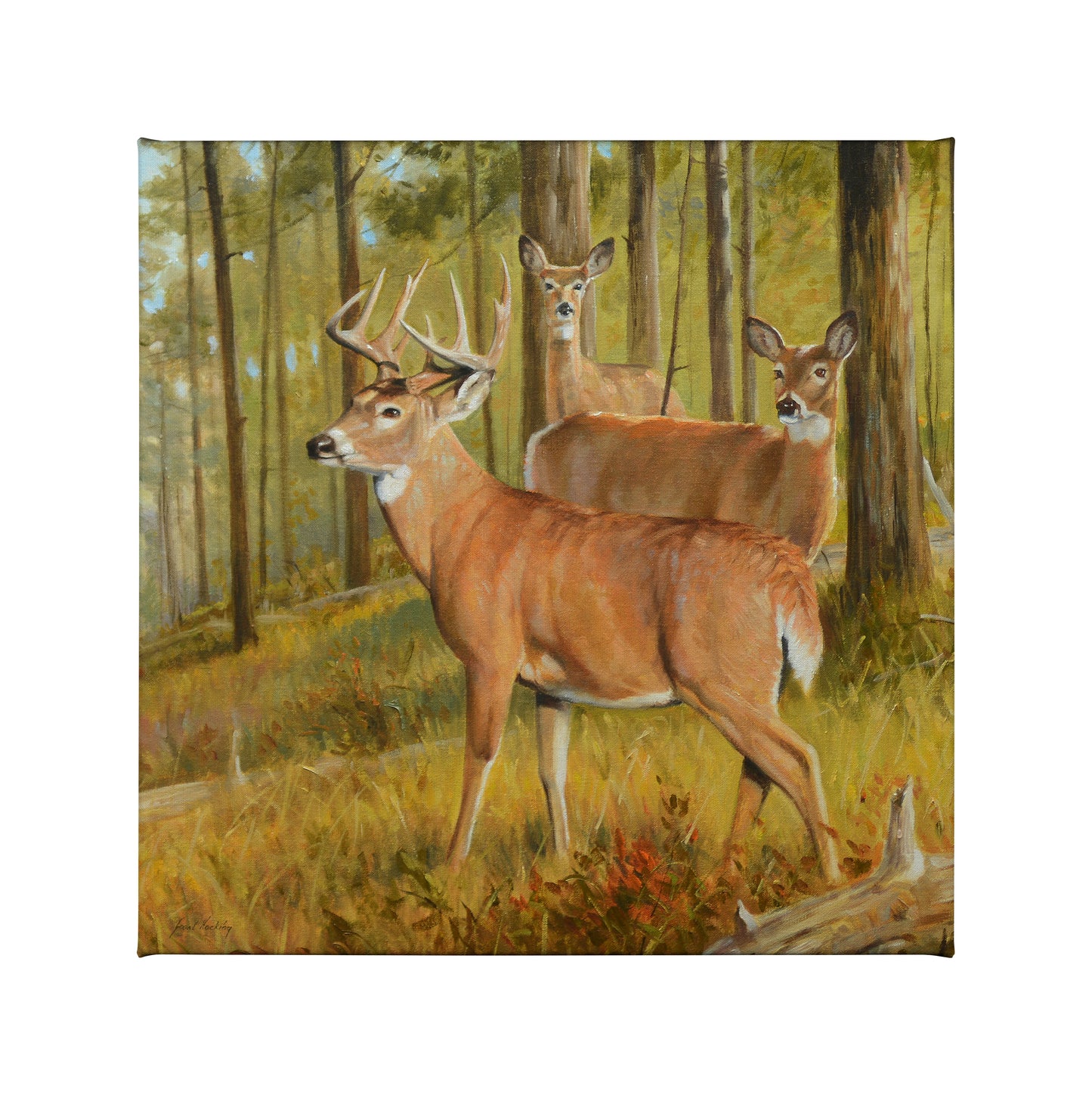 Southern Pines - 14" x 14" Gallery Wrapped Canvas
