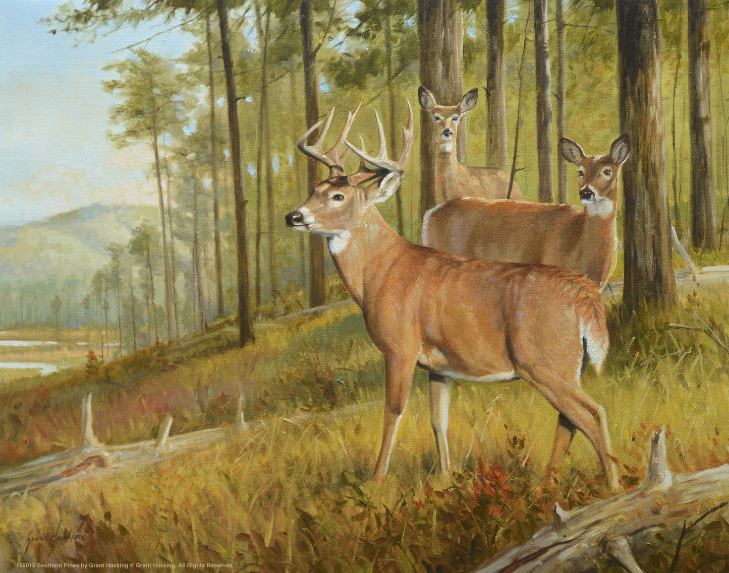 Southern Pines - Art Prints