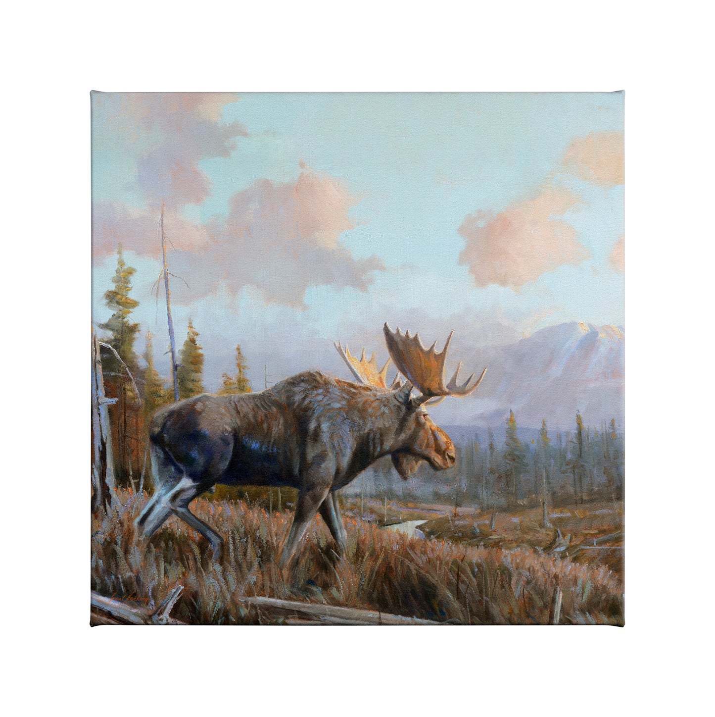 Sunlit Antlers - 14" x 14" Gallery Wrapped Canvas