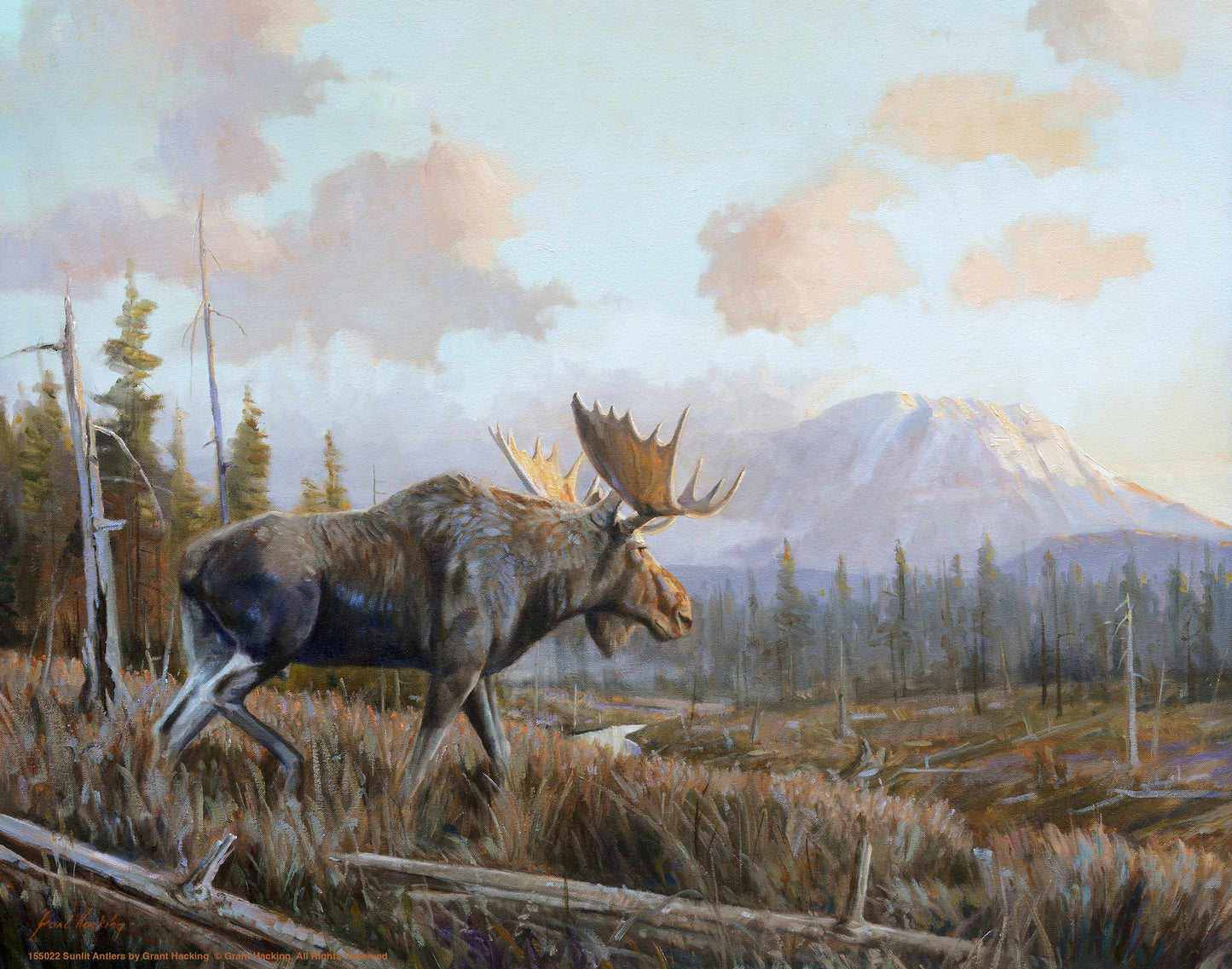 Sunlit Antler - Art Prints