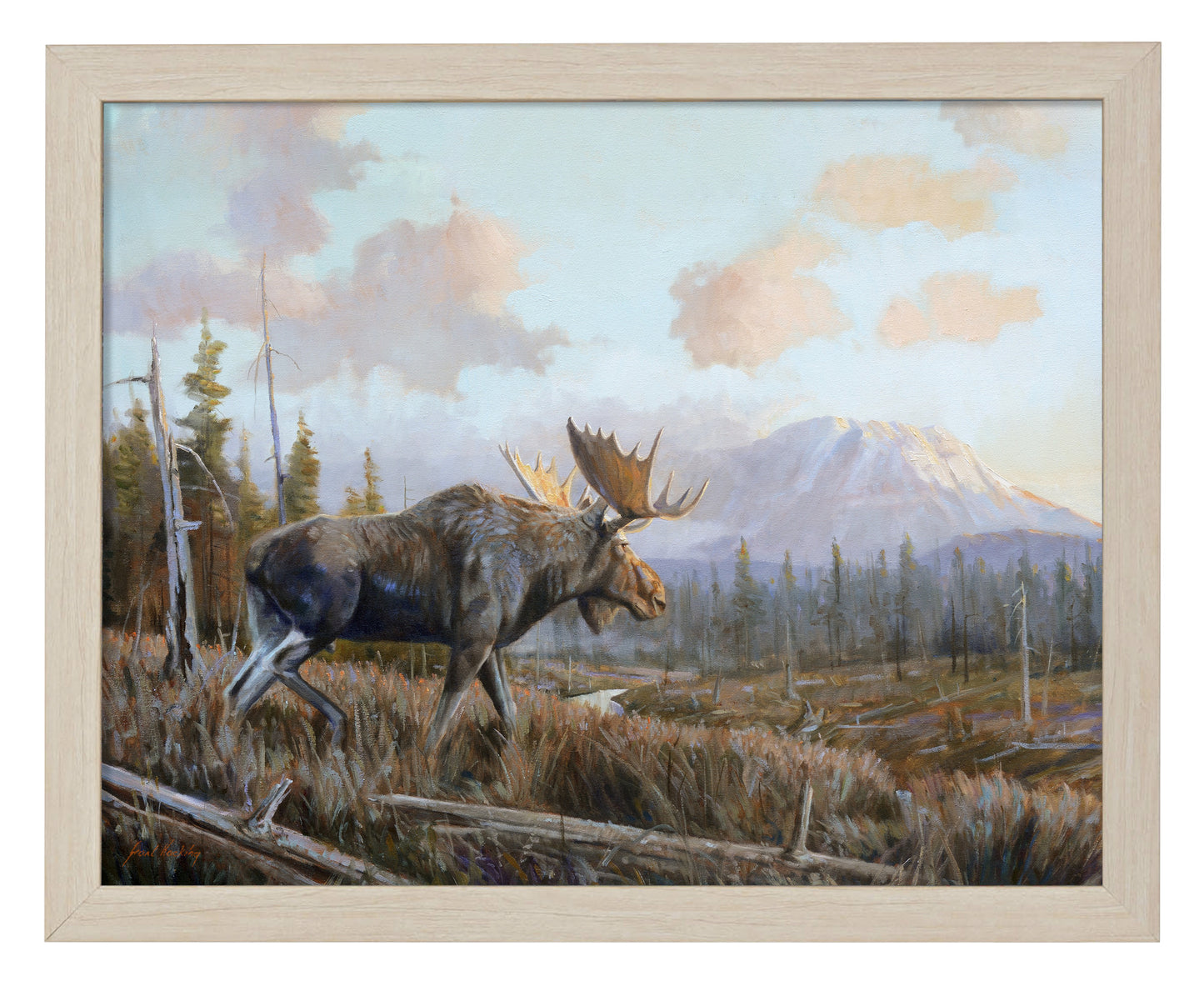 Sunlit Antler - Art Prints