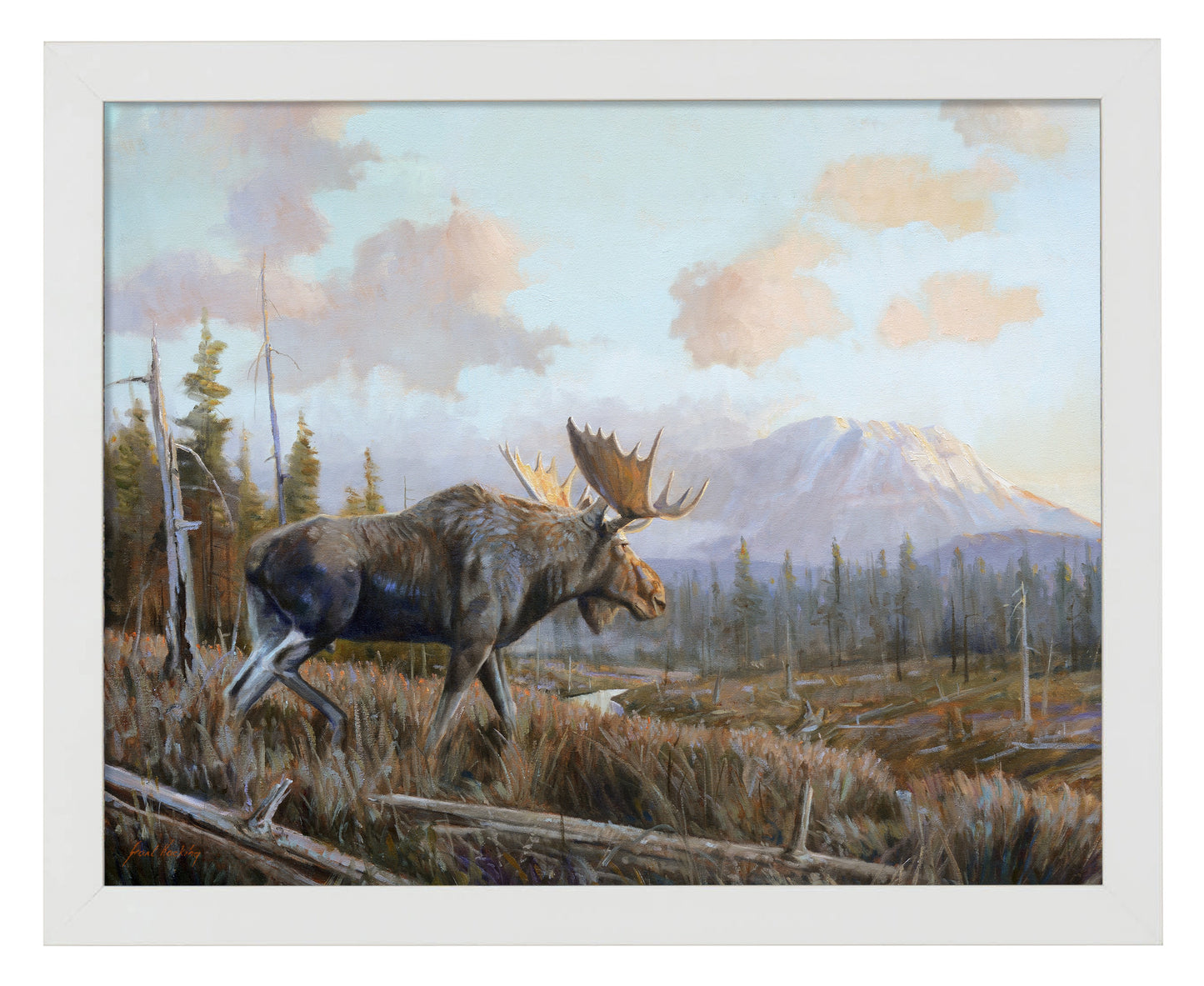Sunlit Antler - Art Prints