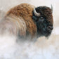Tatanka - Art Prints