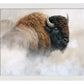 Tatanka - Art Prints