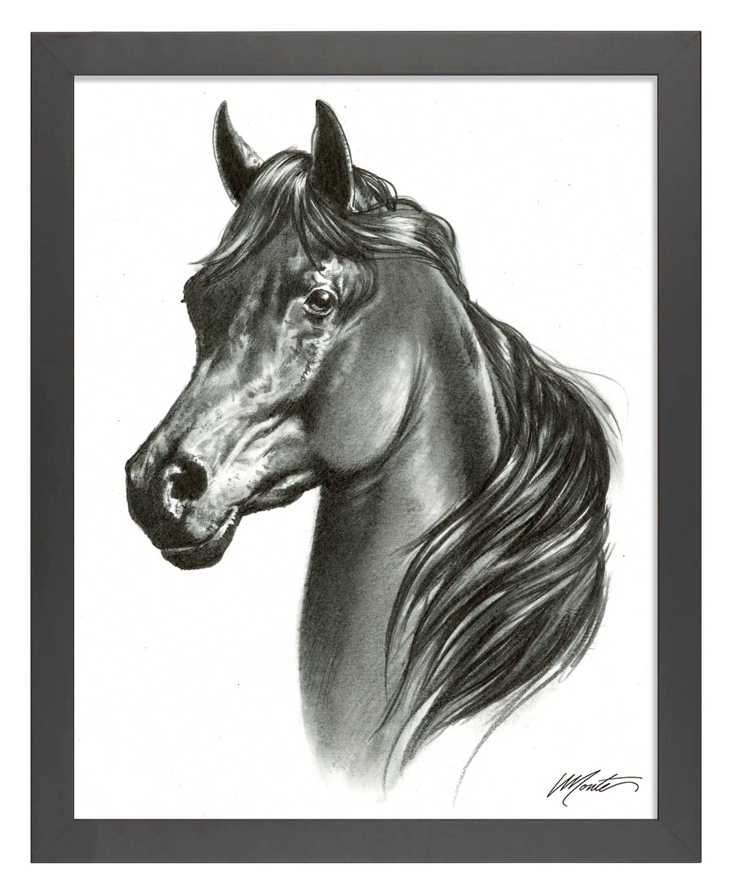 Black Beauty - Art Prints