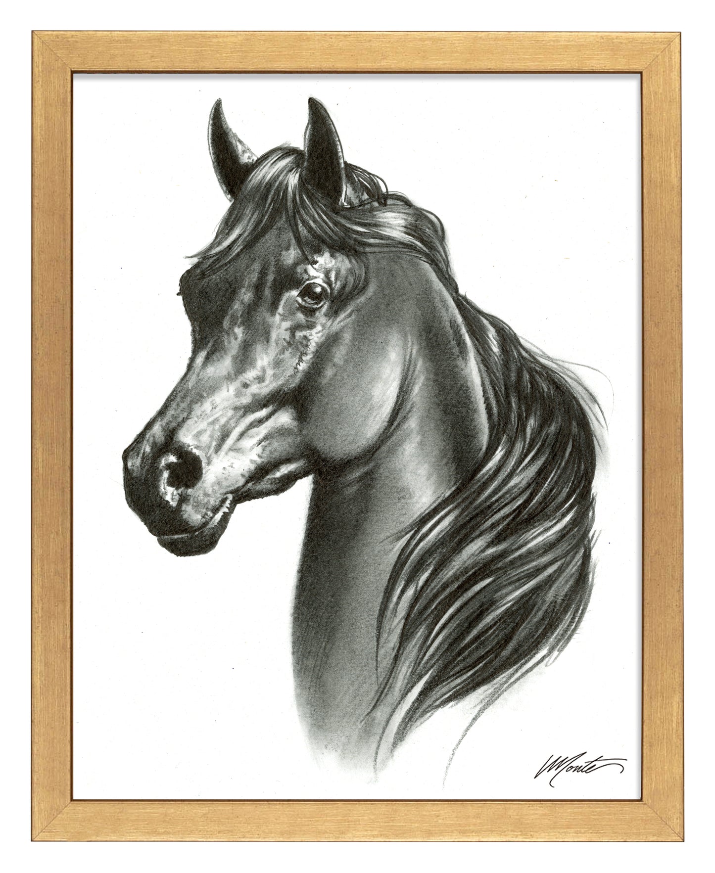 Black Beauty - Art Prints