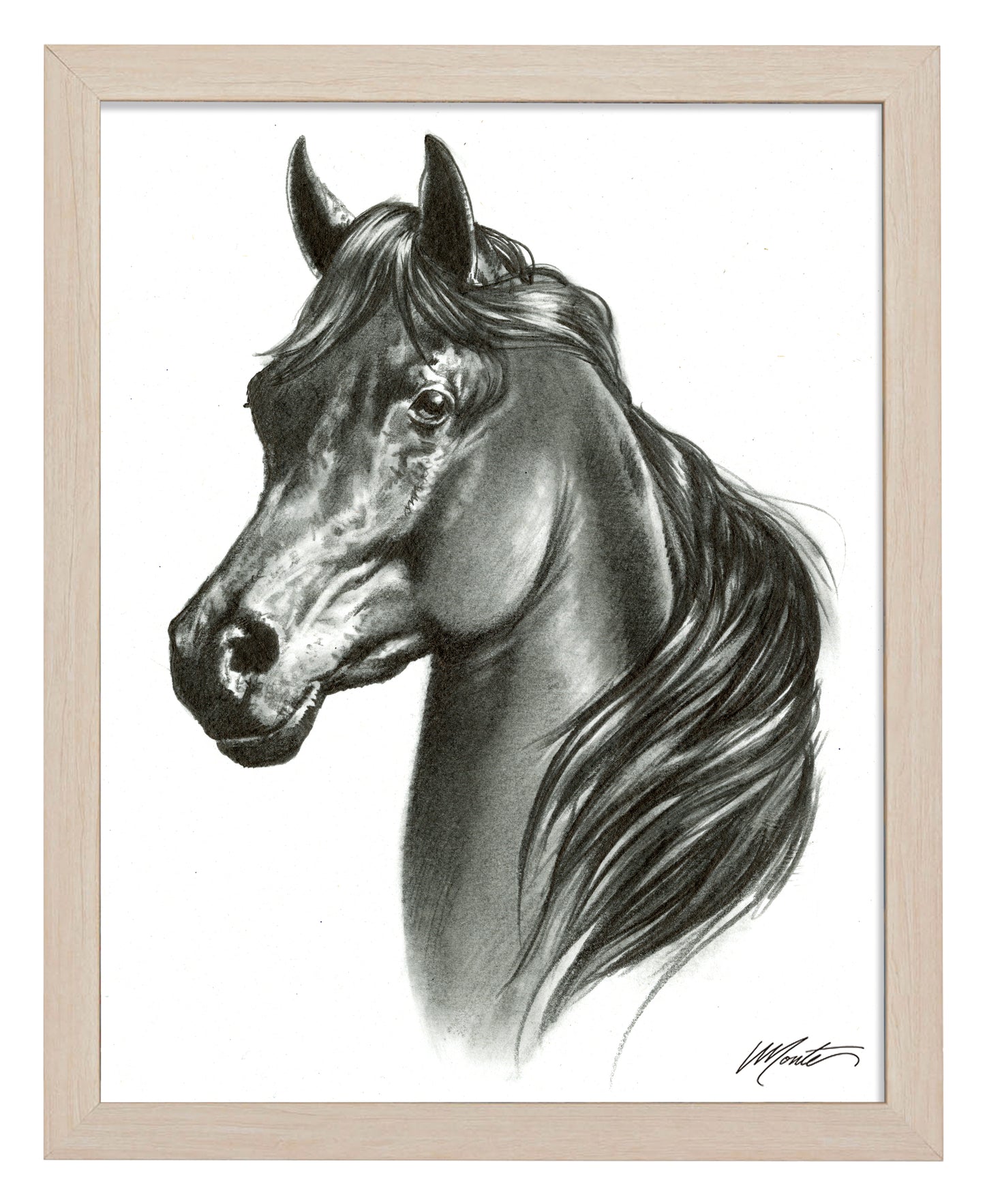 Black Beauty - Art Prints