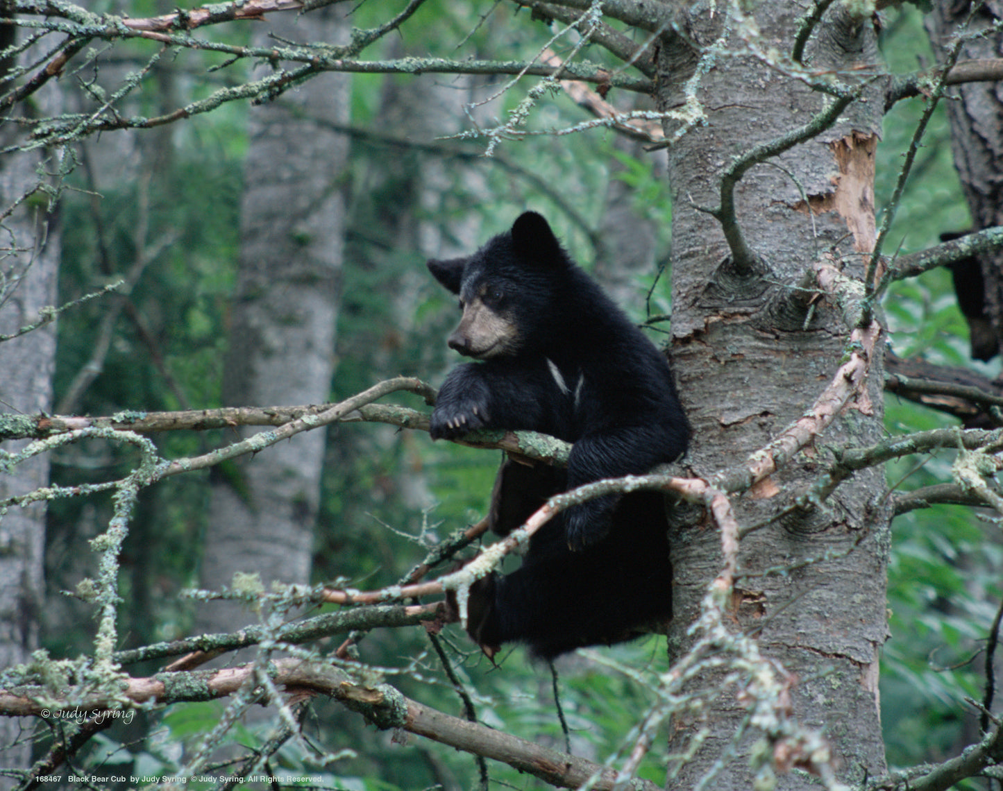 Black Bear Cub - Art Prints