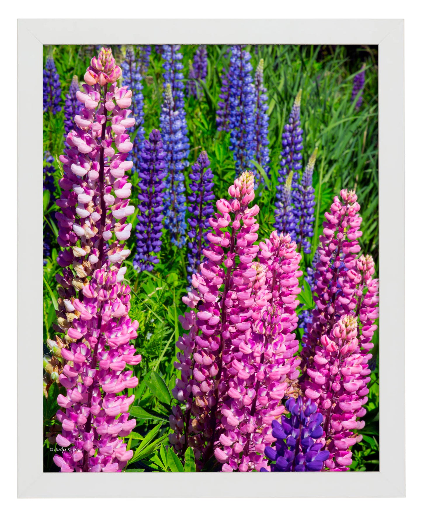 Mixed Lupine - Art Prints