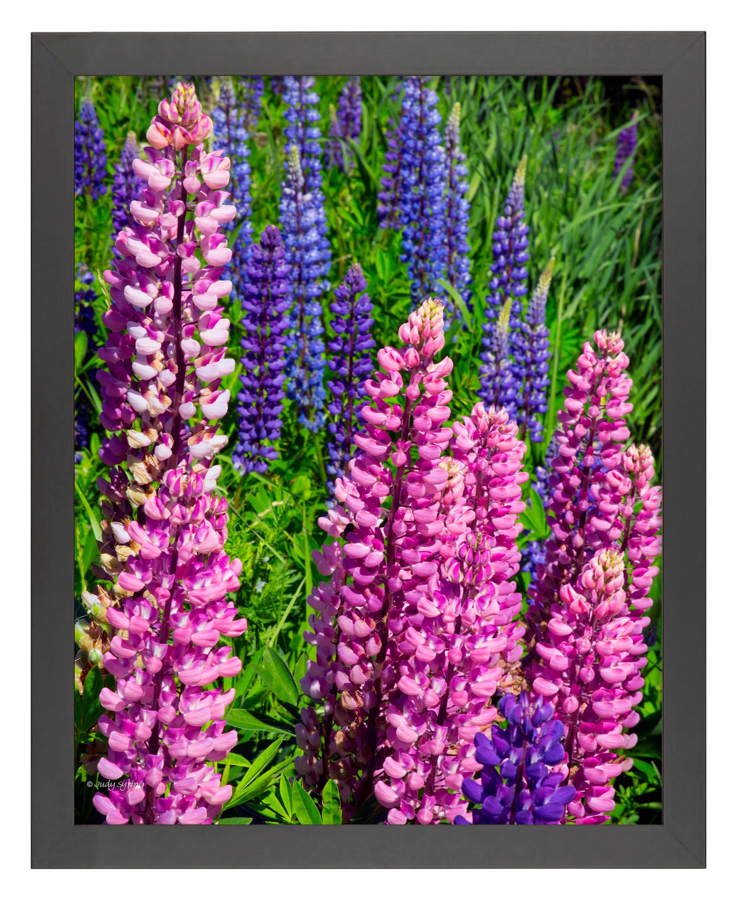 Mixed Lupine - Art Prints