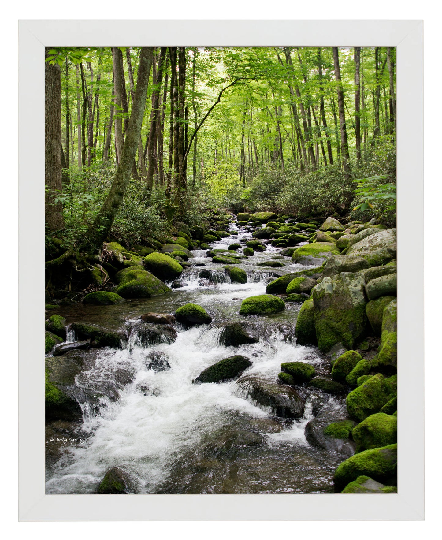 Woodland Stream - Art Prints
