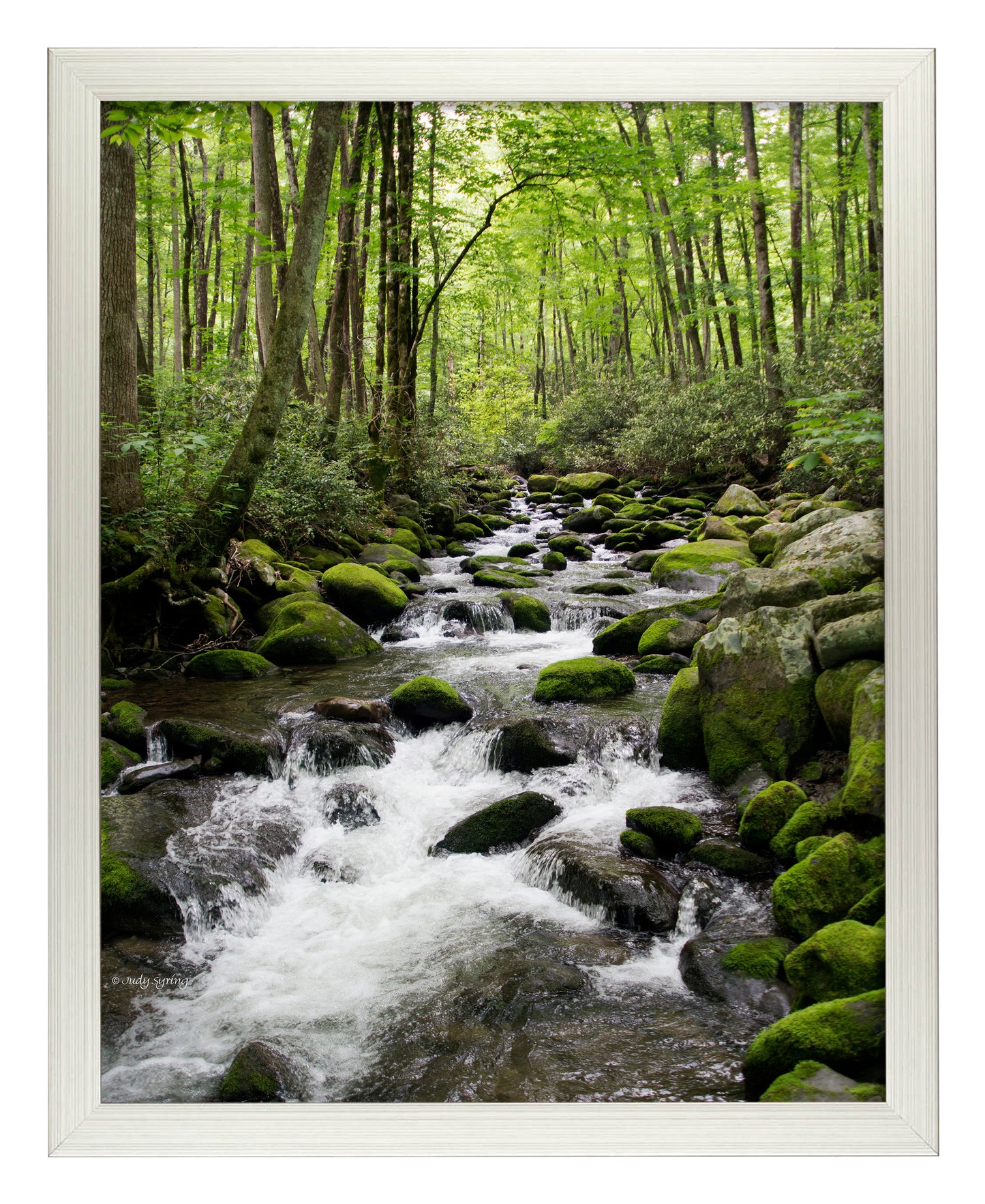 Woodland Stream - Art Prints
