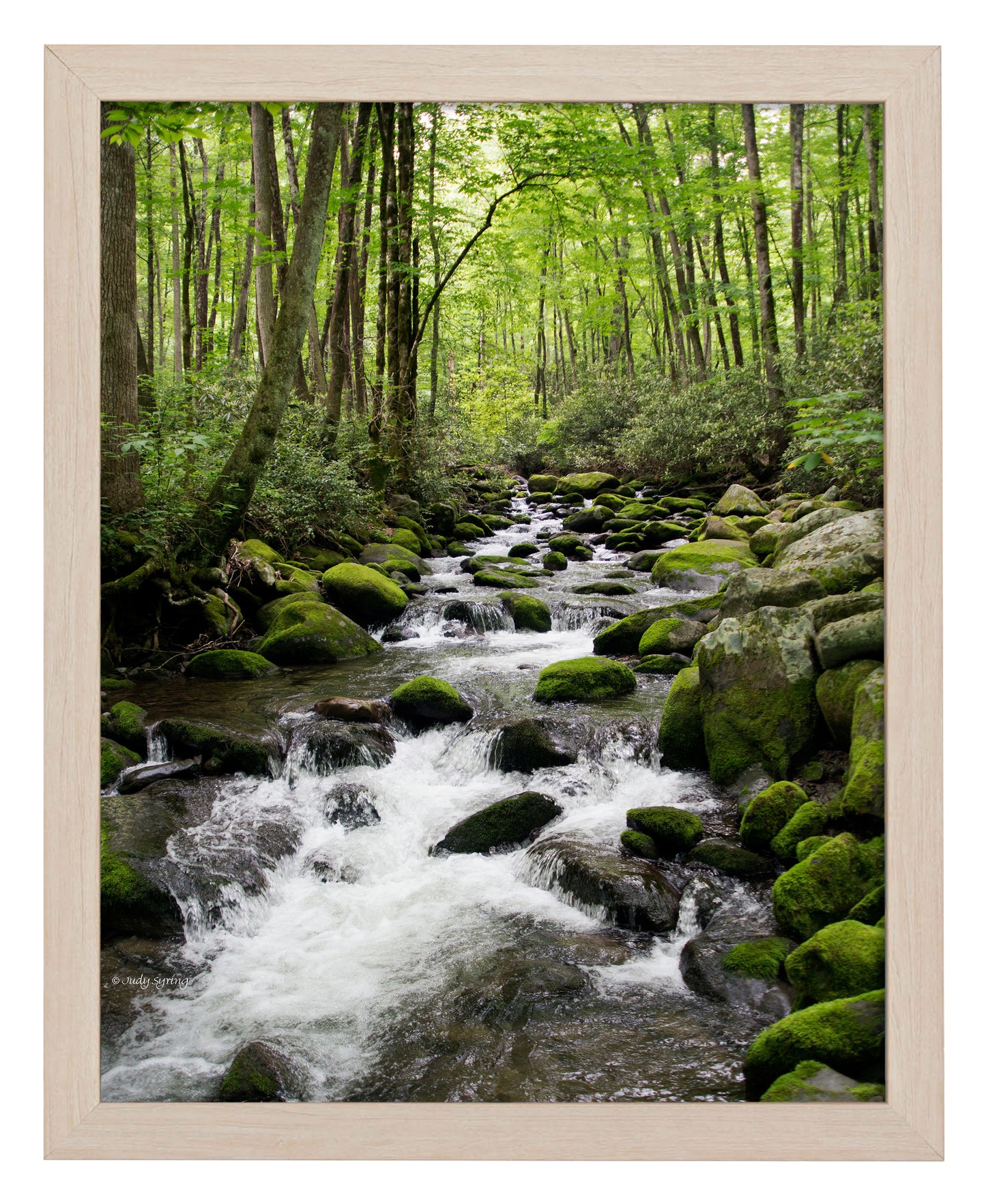 Woodland Stream - Art Prints