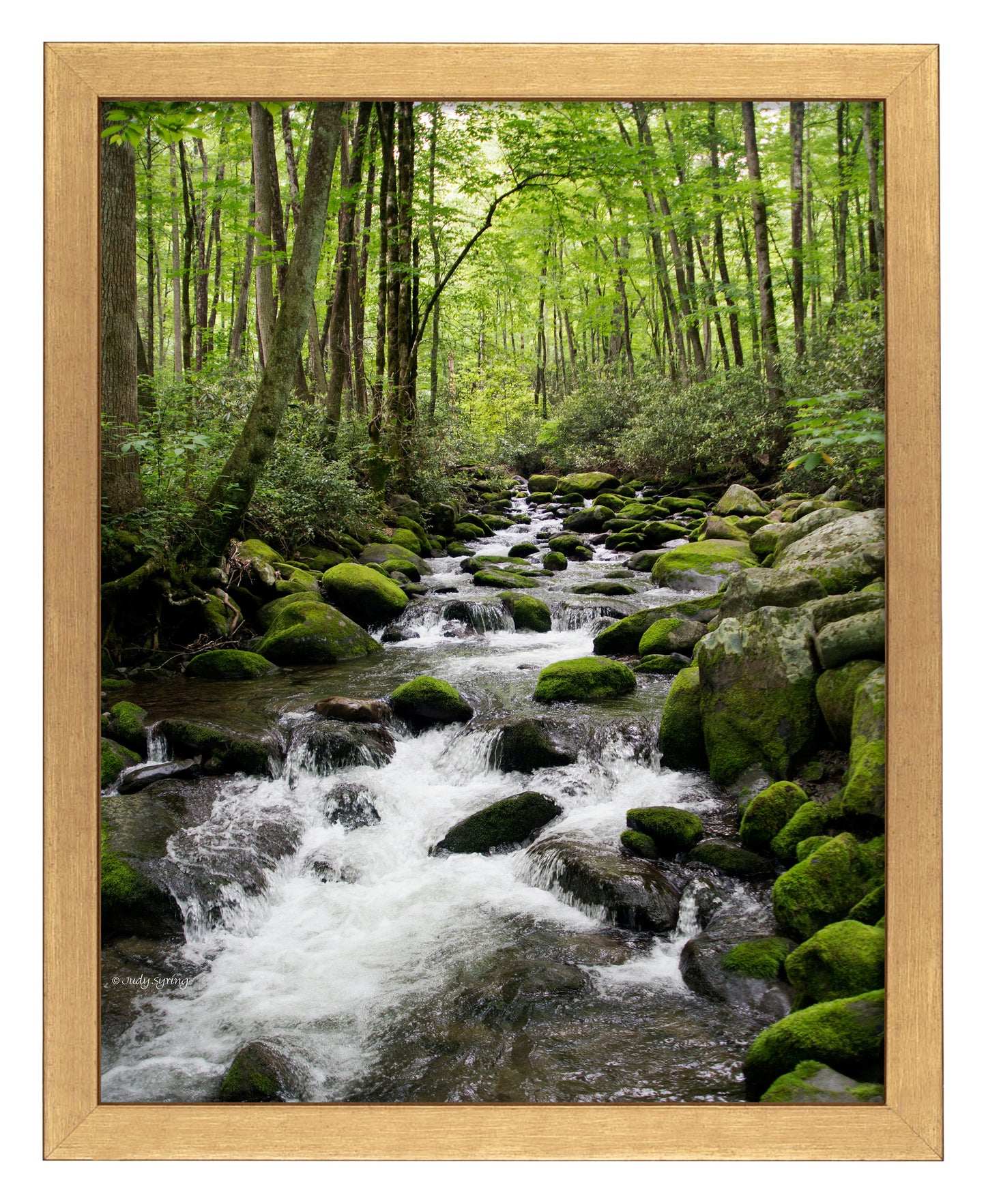 Woodland Stream - Art Prints
