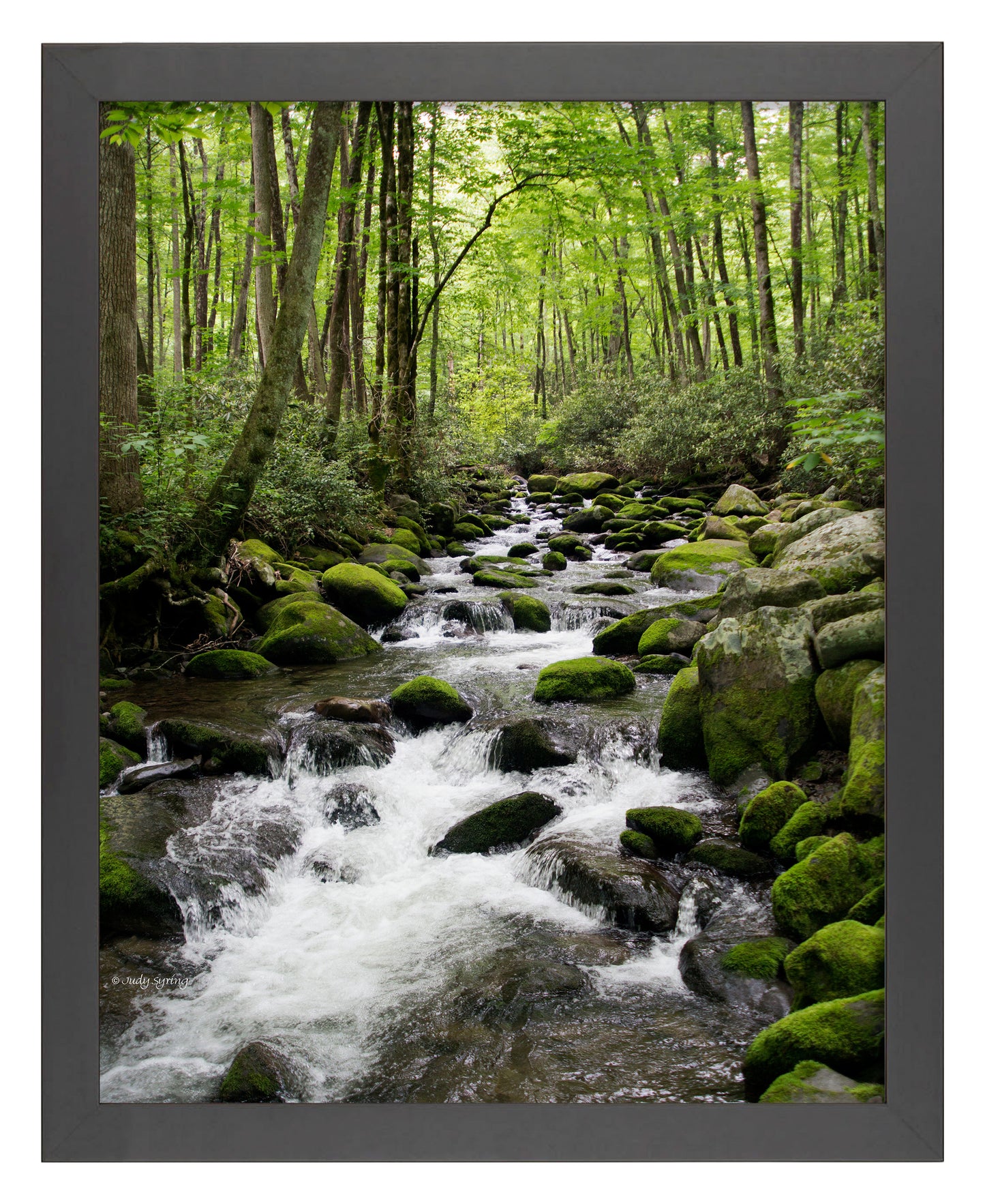 Woodland Stream - Art Prints