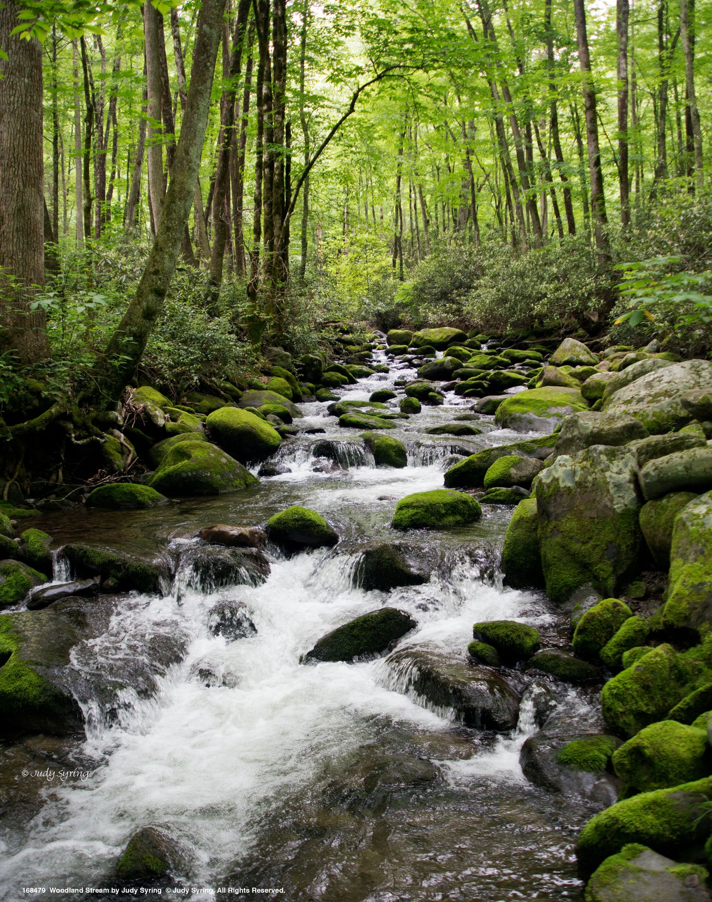 Woodland Stream - Art Prints
