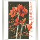 168499_11x14_Amaryllis_FRA_Print_SF.jpg