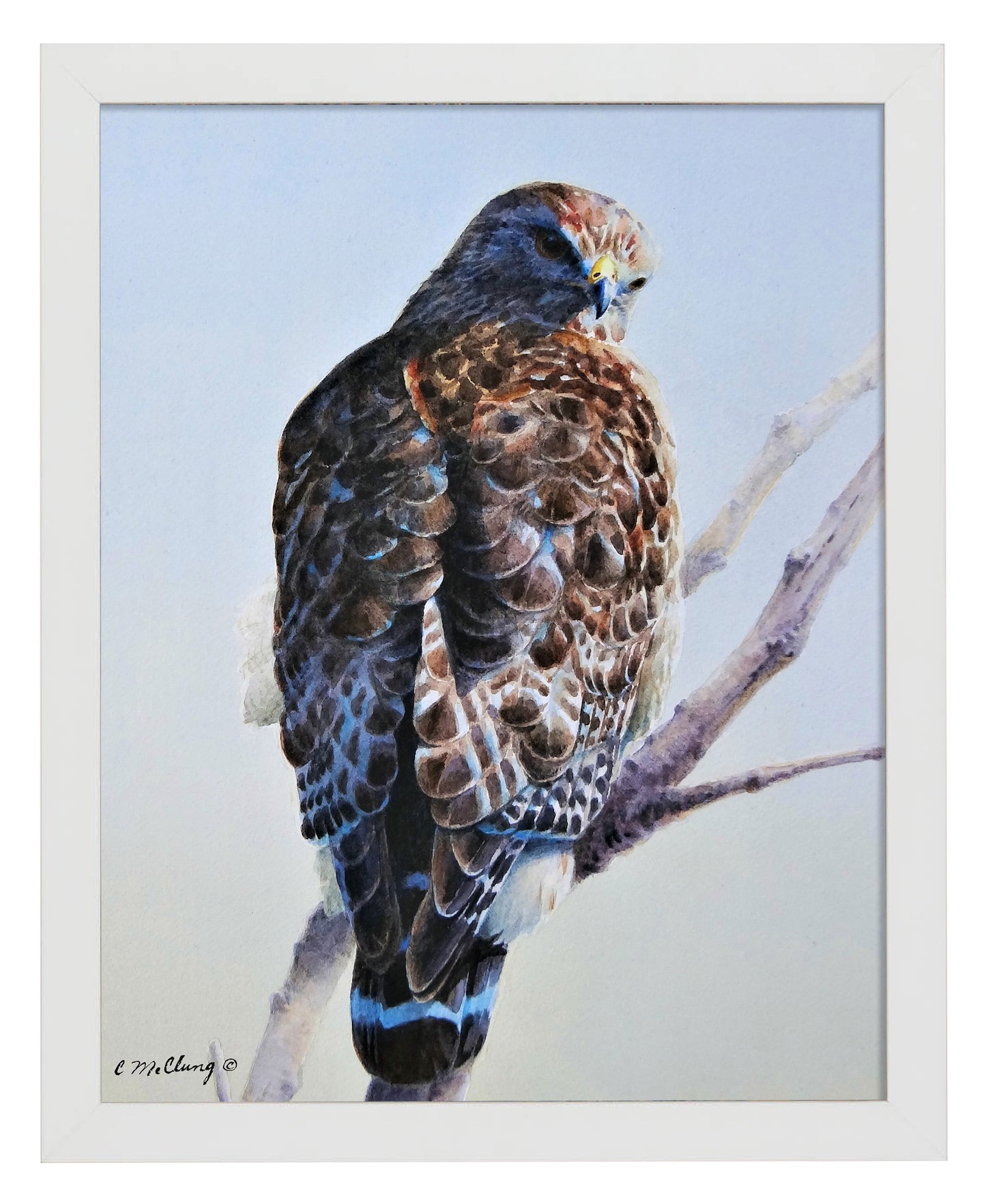 Red Shouldered Raptor_Art Prints