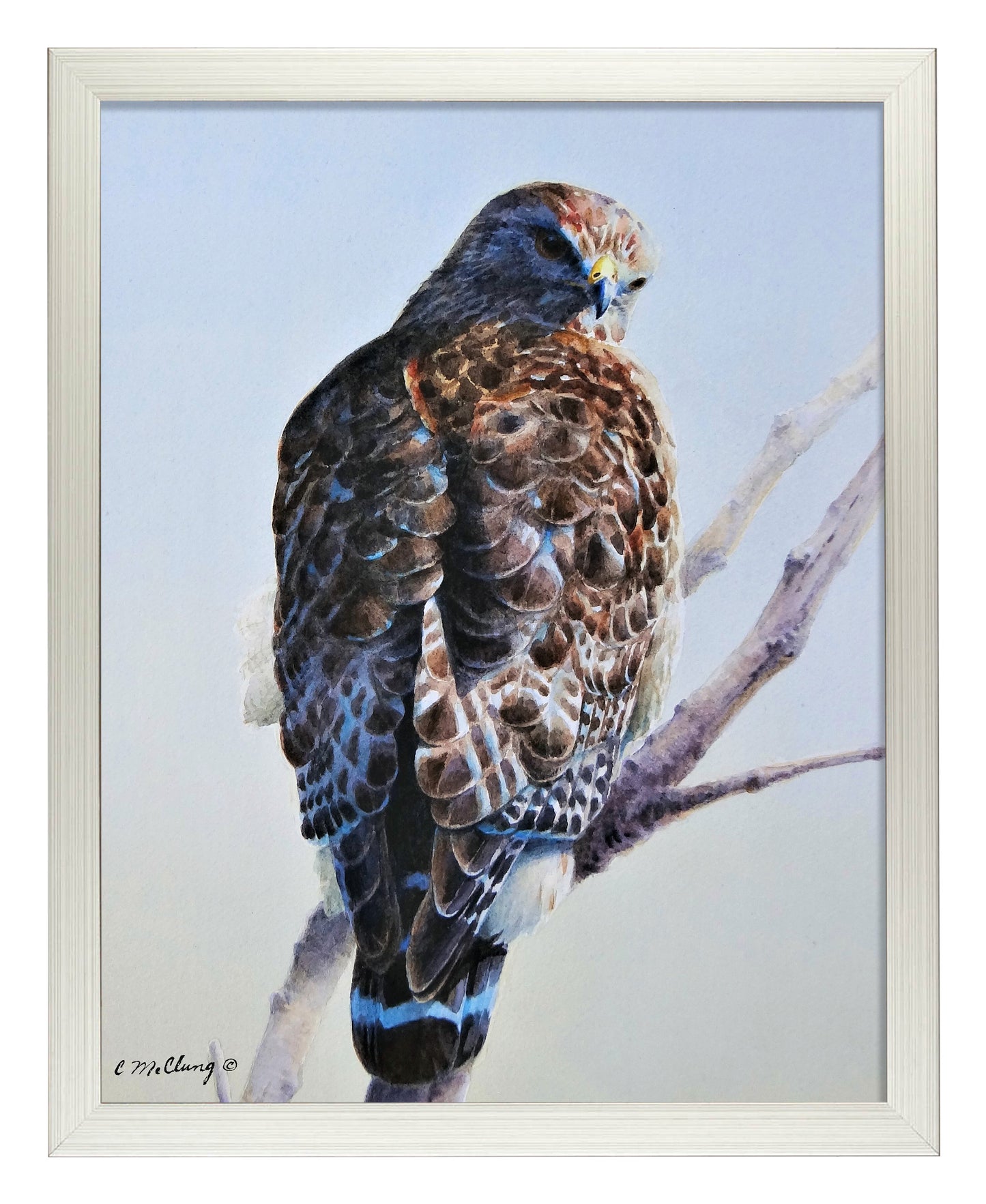 Red Shouldered Raptor_Art Prints