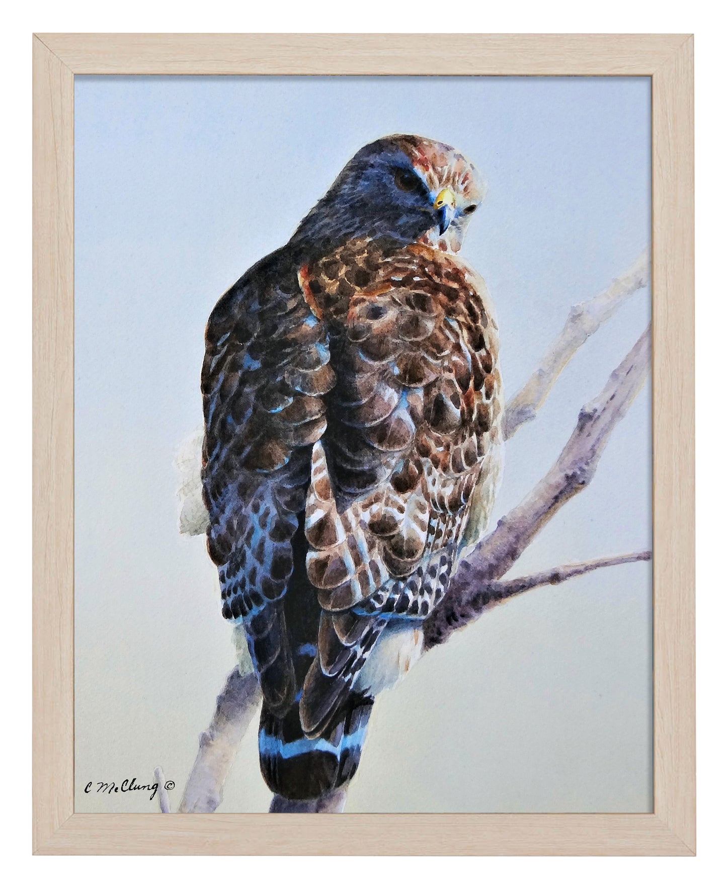 Red Shouldered Raptor_Art Prints