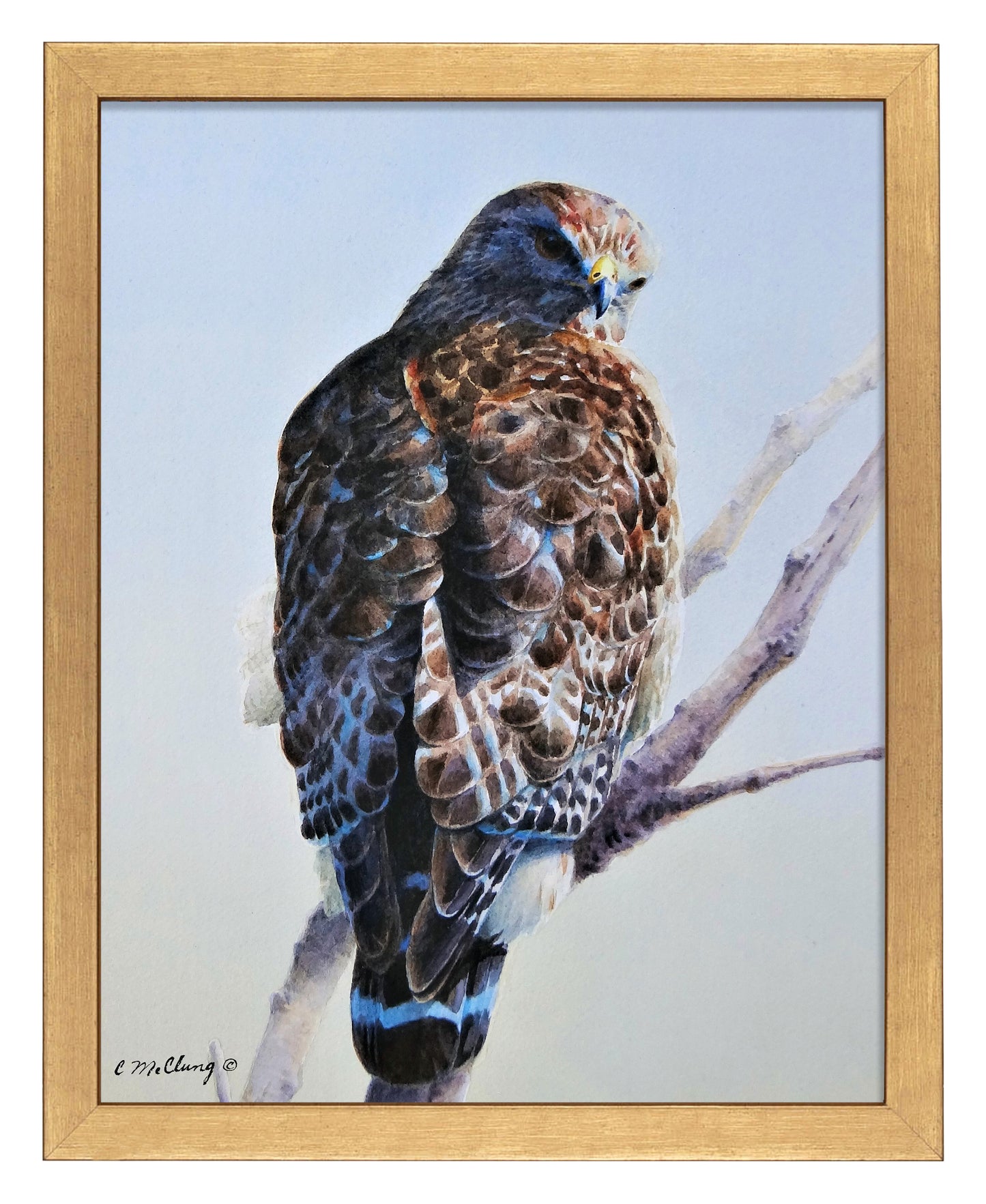 Red Shouldered Raptor_Art Prints