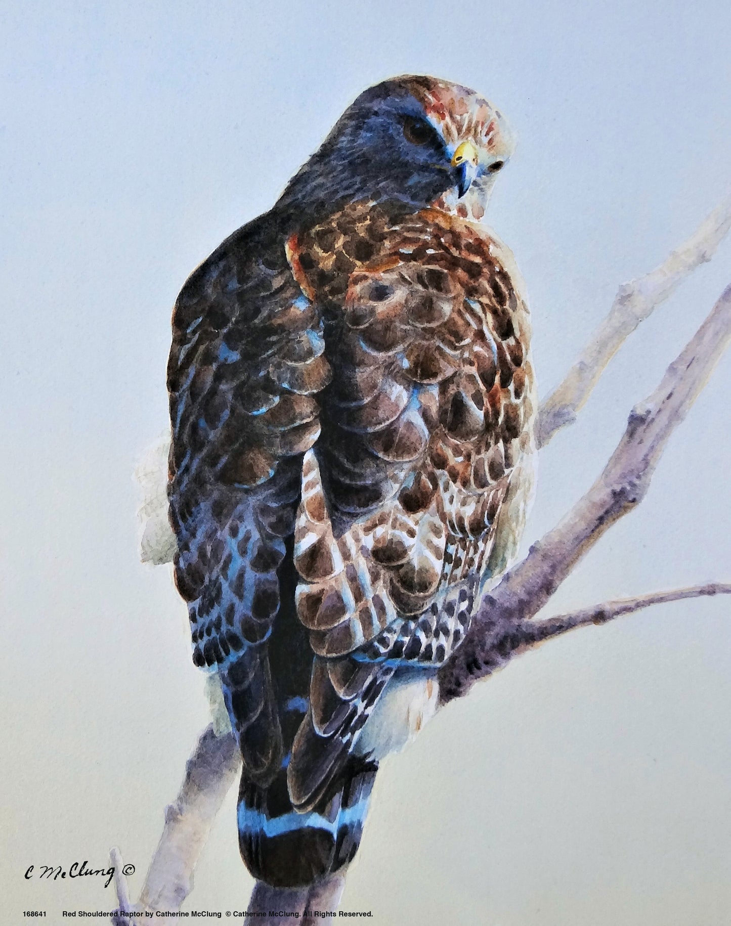 Red Shouldered Raptor_Art Prints