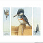 Resting Between Pursuit - Art Prints