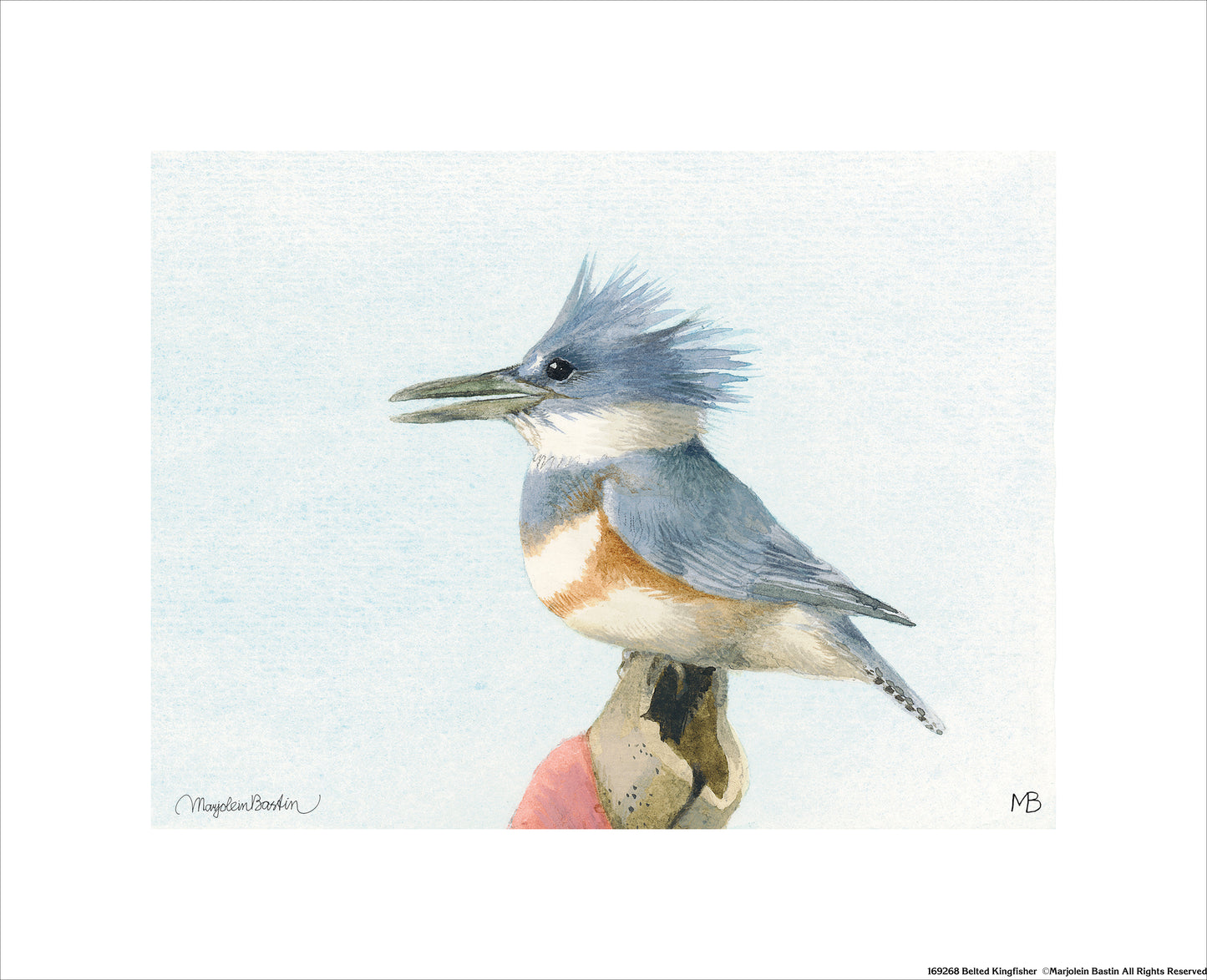 Belted Kingfisher - Art Prints