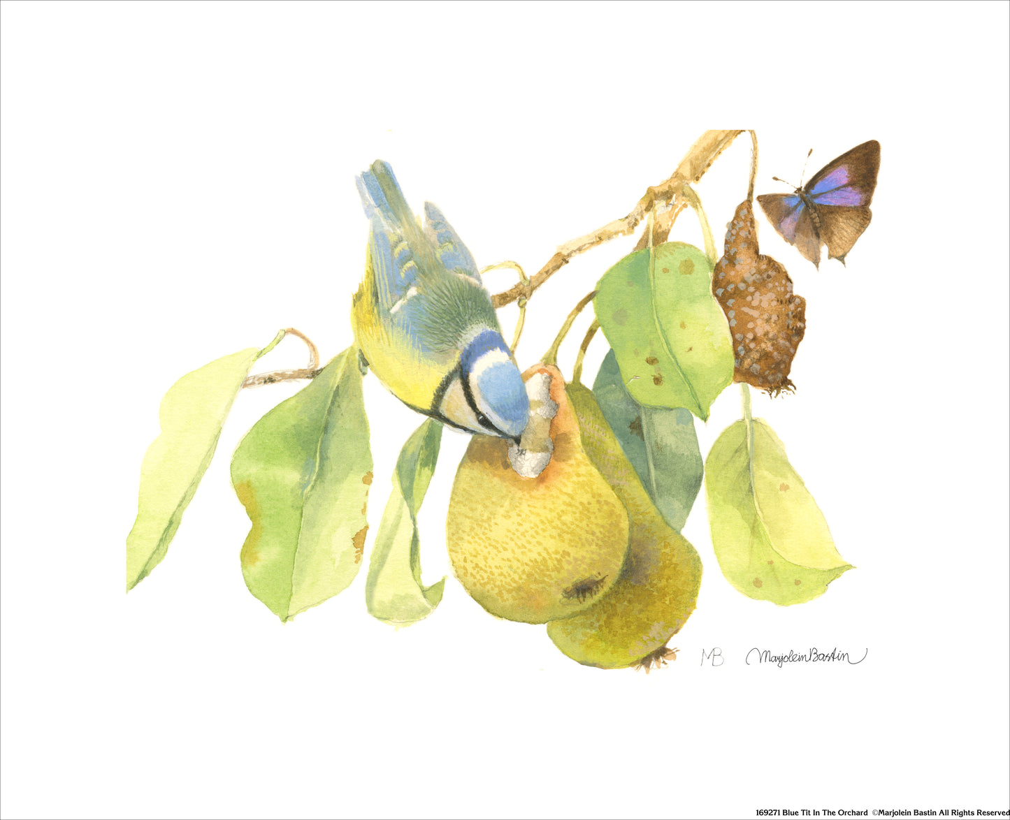 Blue Tit In the Orchard - Art Prints