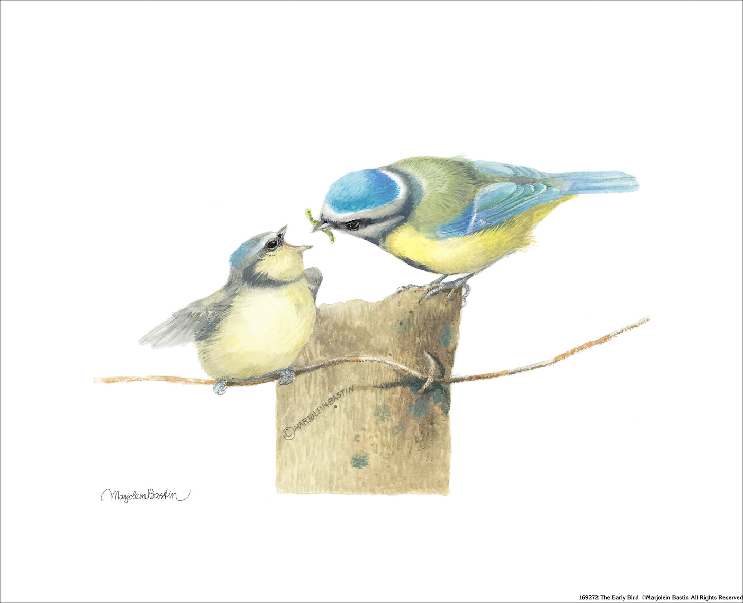 The Early Bird - Art Prints