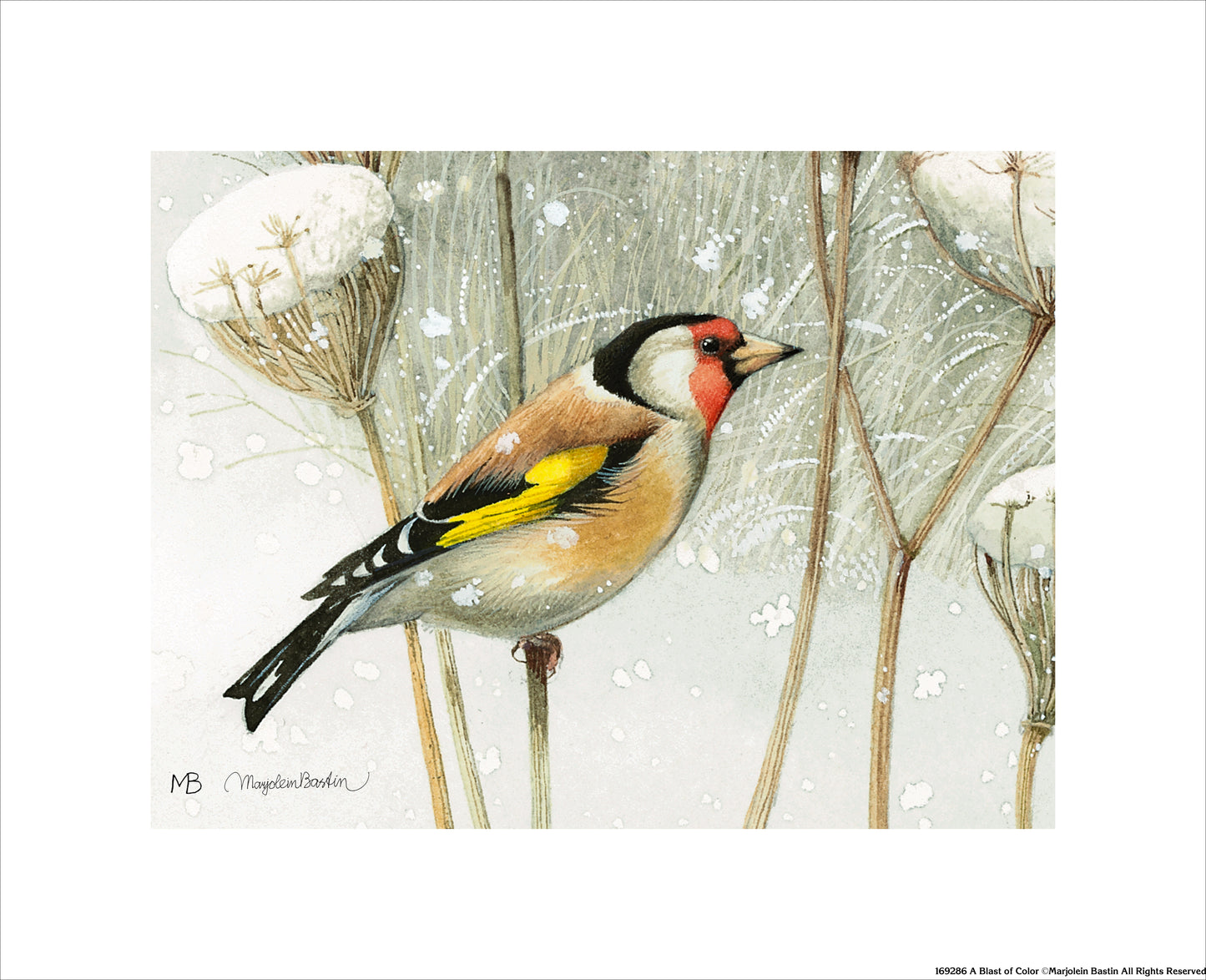 A Blast of Color - Art Prints