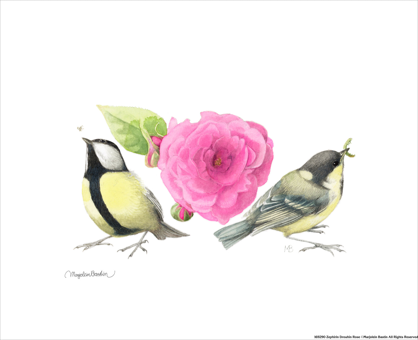 Zepherin Drouhin Rose - Art Prints