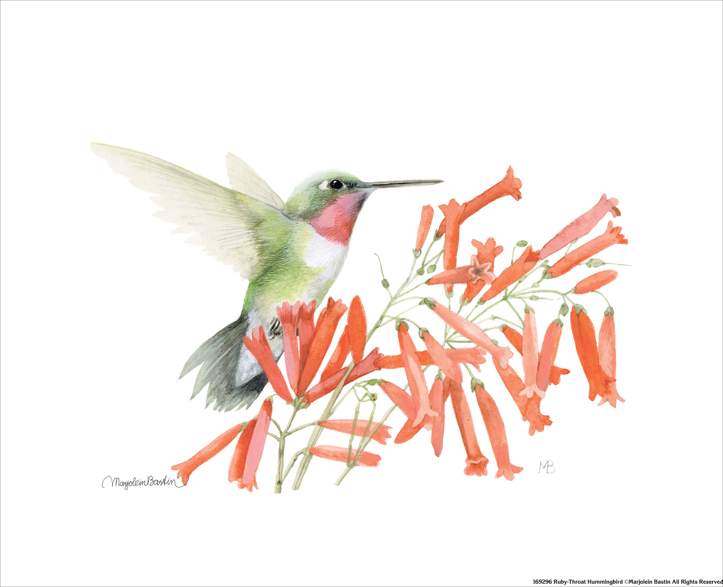 Ruby-throated Hummingbird - Art Prints