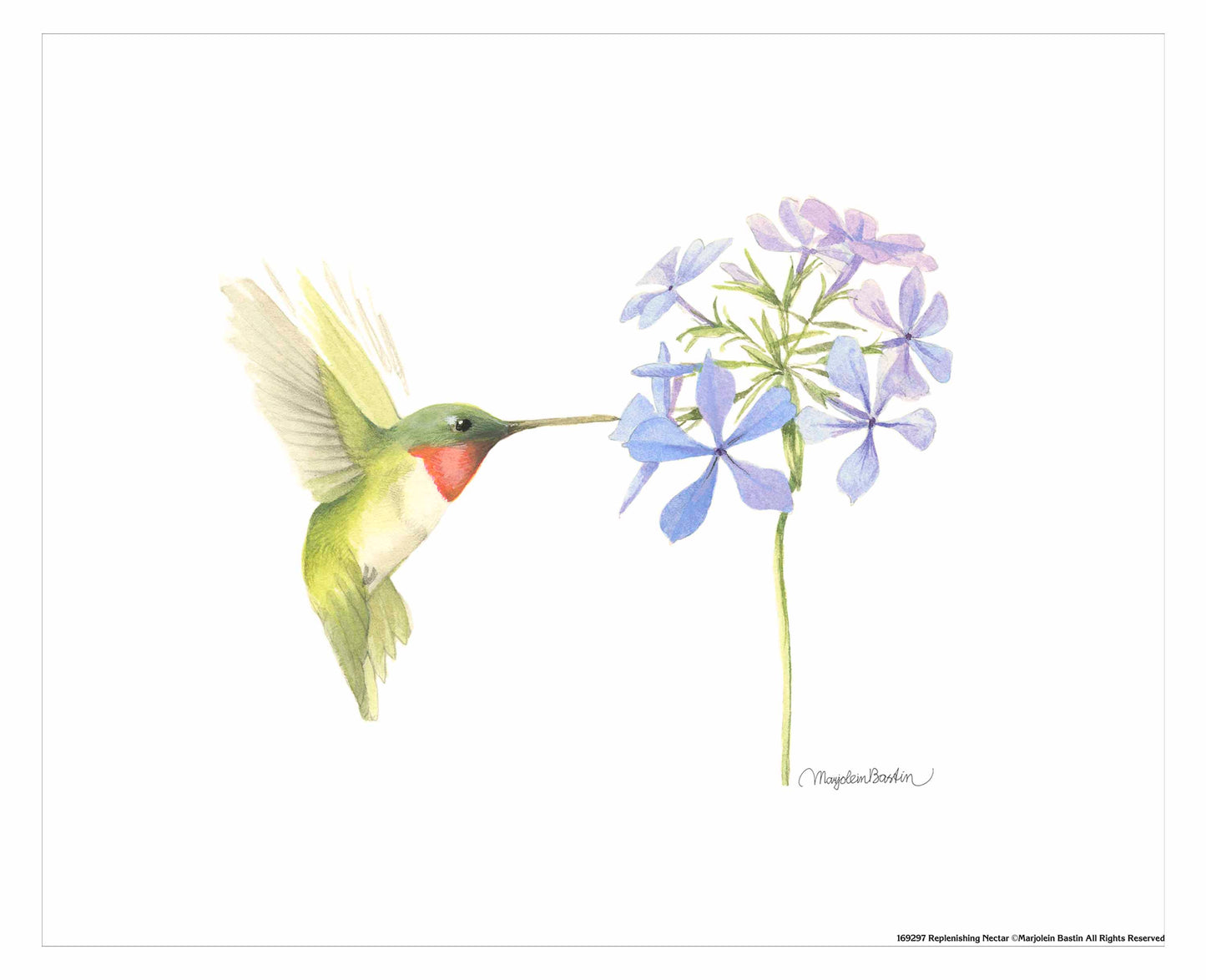 Replinishing Nectar - Art Prints