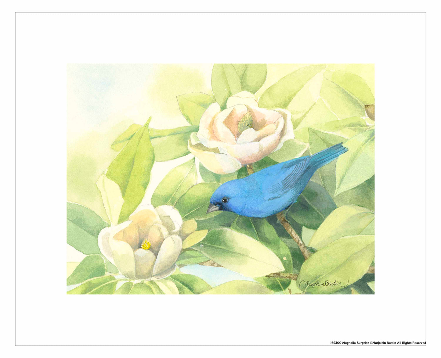 Magnolia Surprise - Art Prints