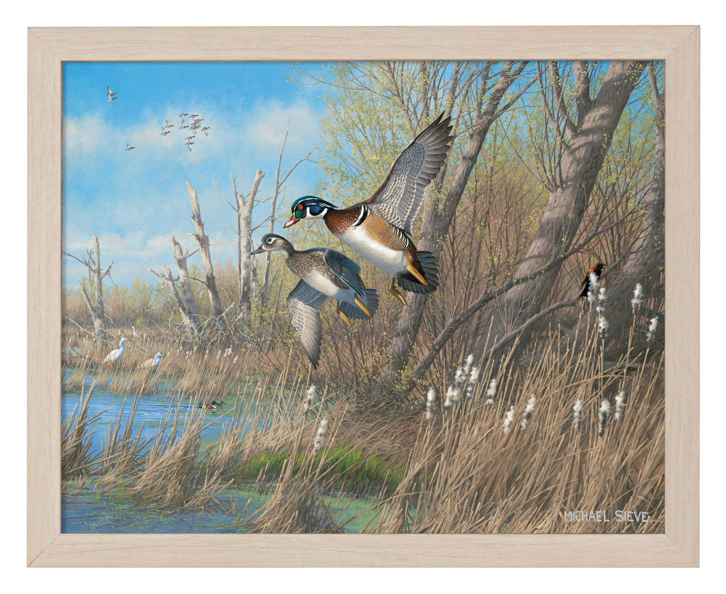 Sunday's Best Wood Ducks - Art Prints