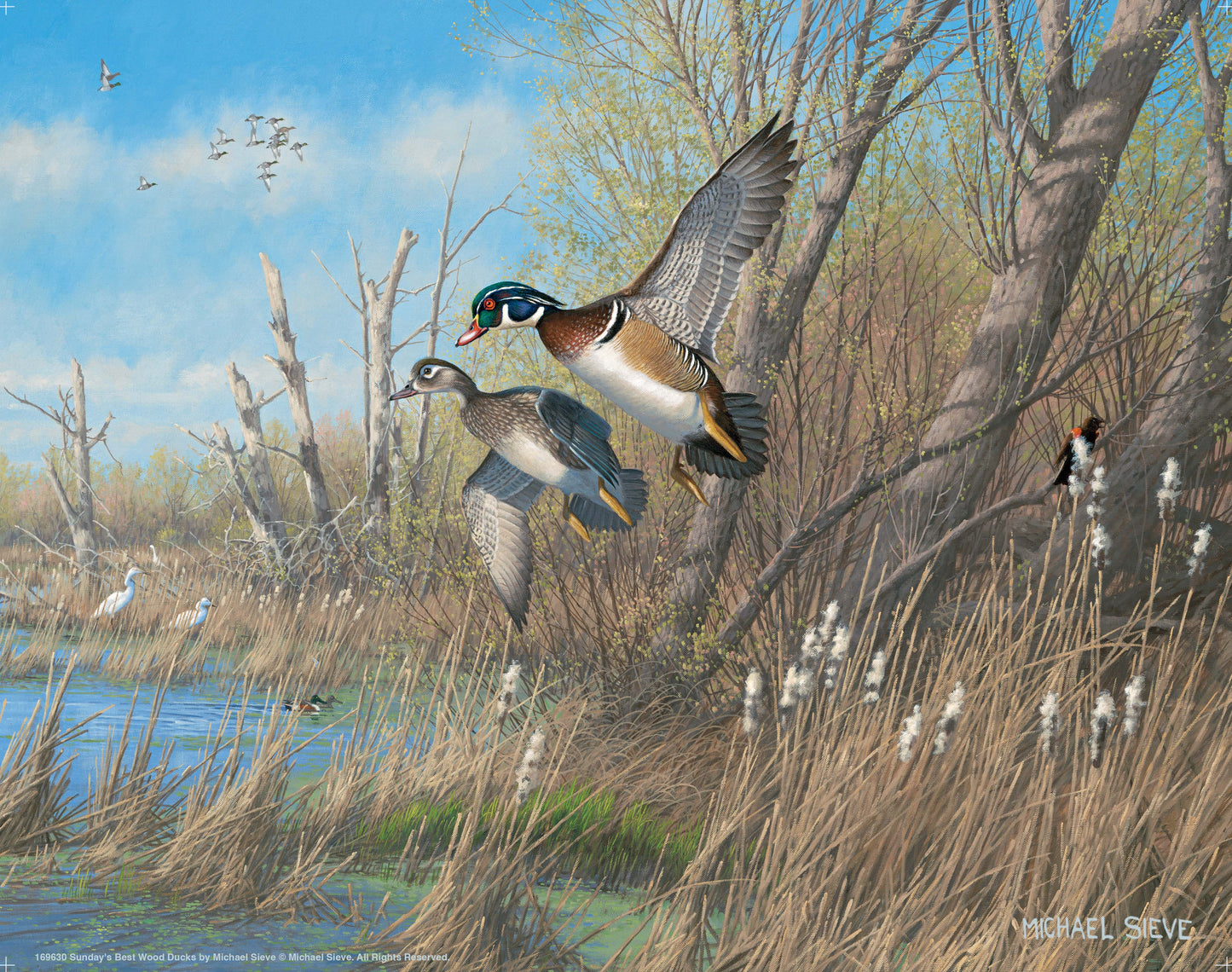 Sunday's Best Wood Ducks - Art Prints