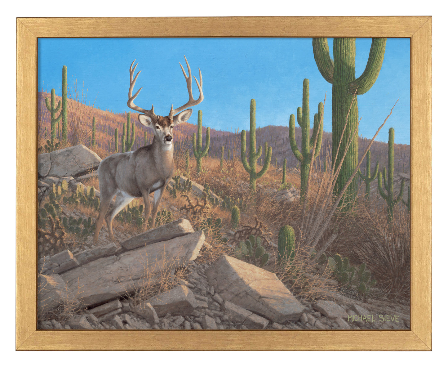 Sonora Sunrise - Mule Deer - Art Prints