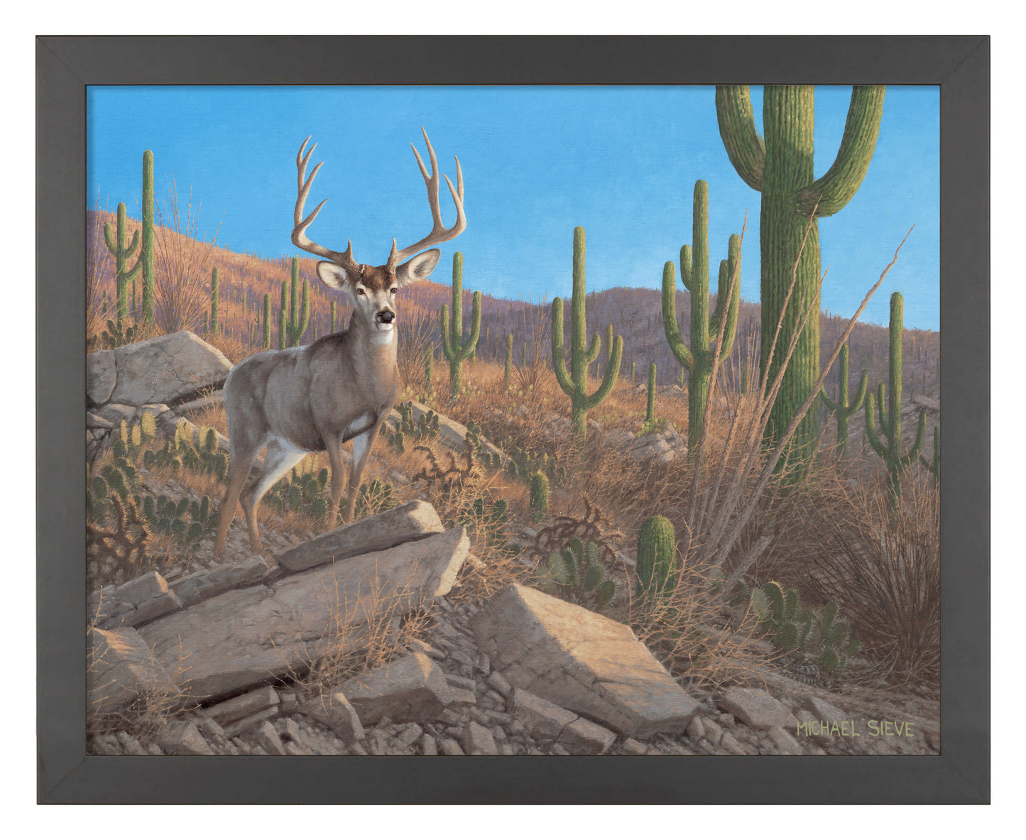 Sonora Sunrise - Mule Deer - Art Prints