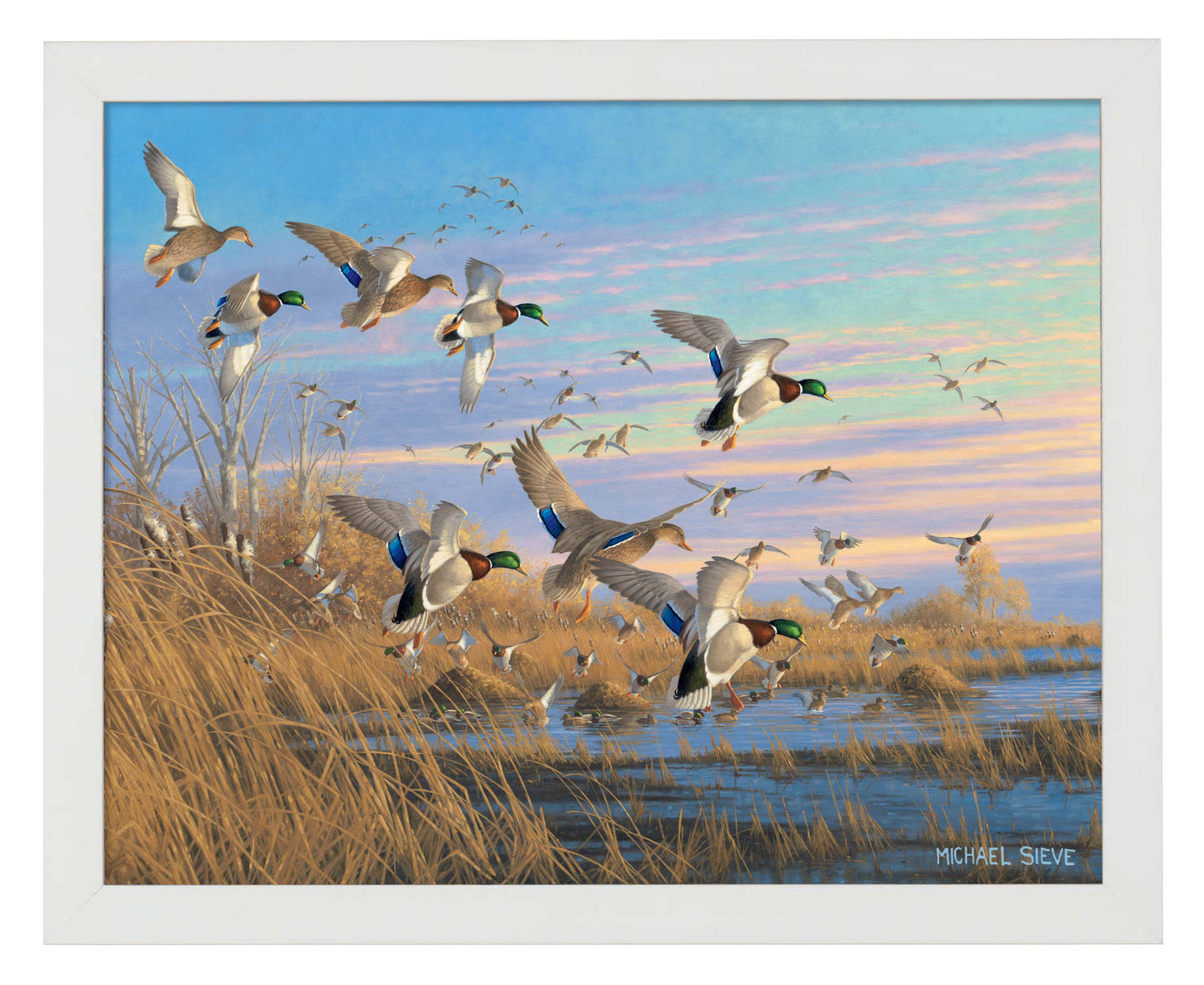 Dropping in Mallards - Art Prints
