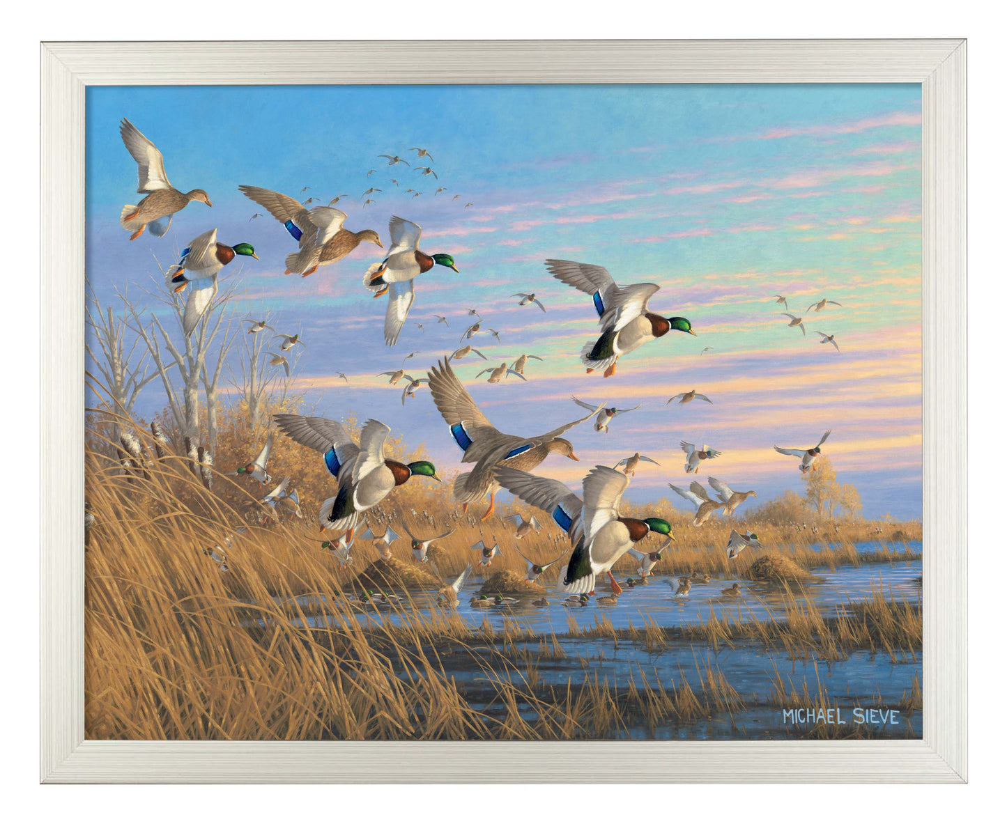 Dropping in Mallards - Art Prints
