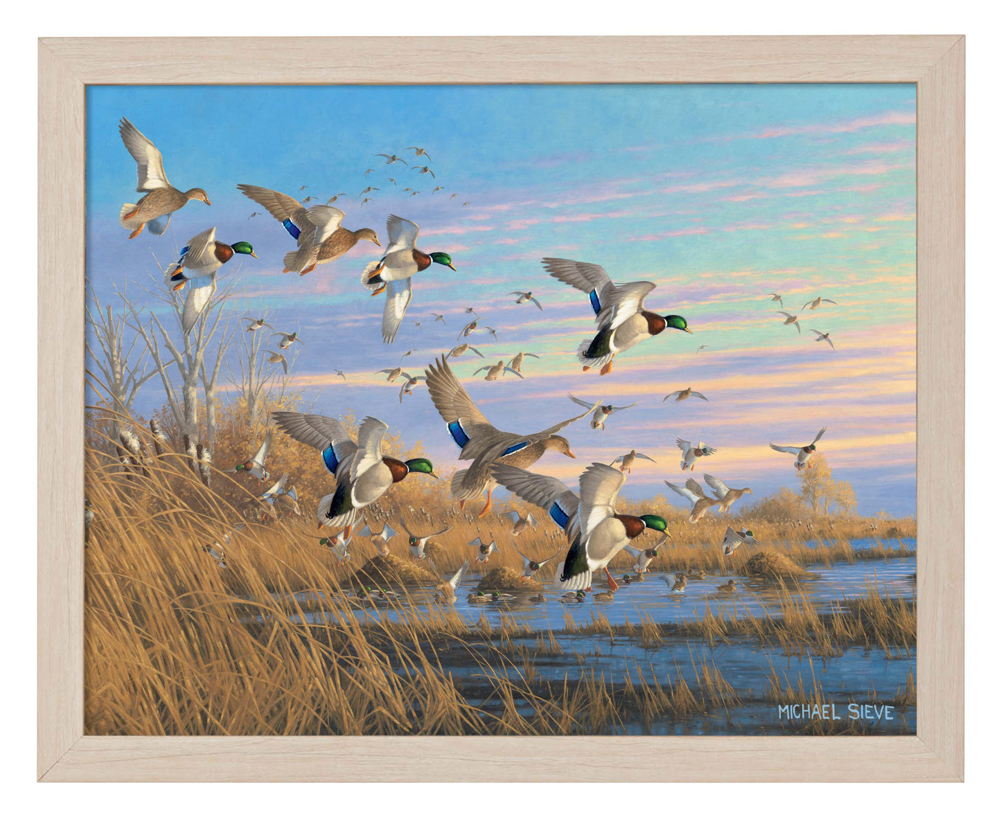 Dropping in Mallards - Art Prints