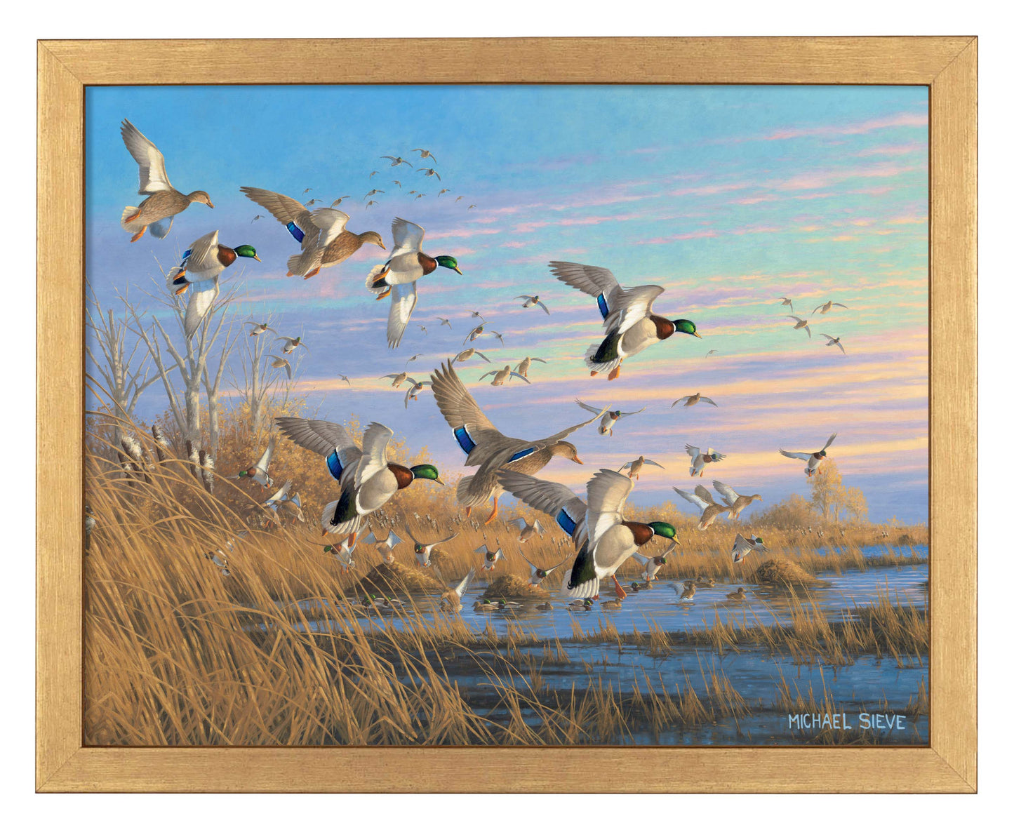 Dropping in Mallards - Art Prints