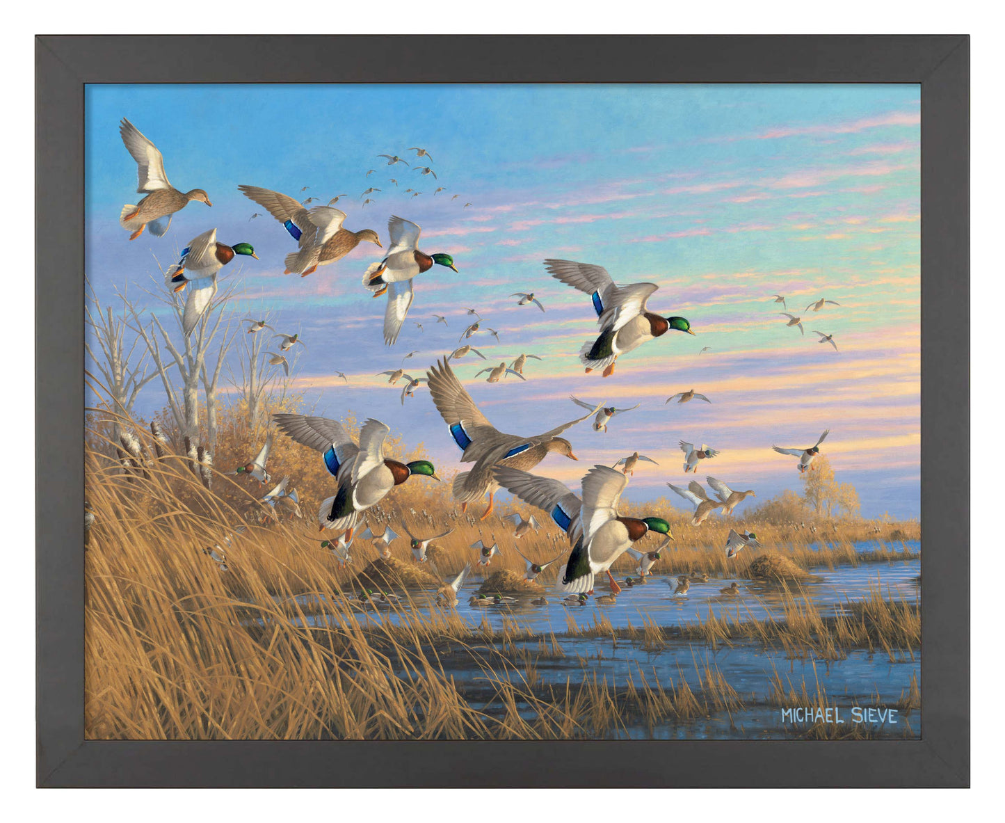 Dropping in Mallards - Art Prints